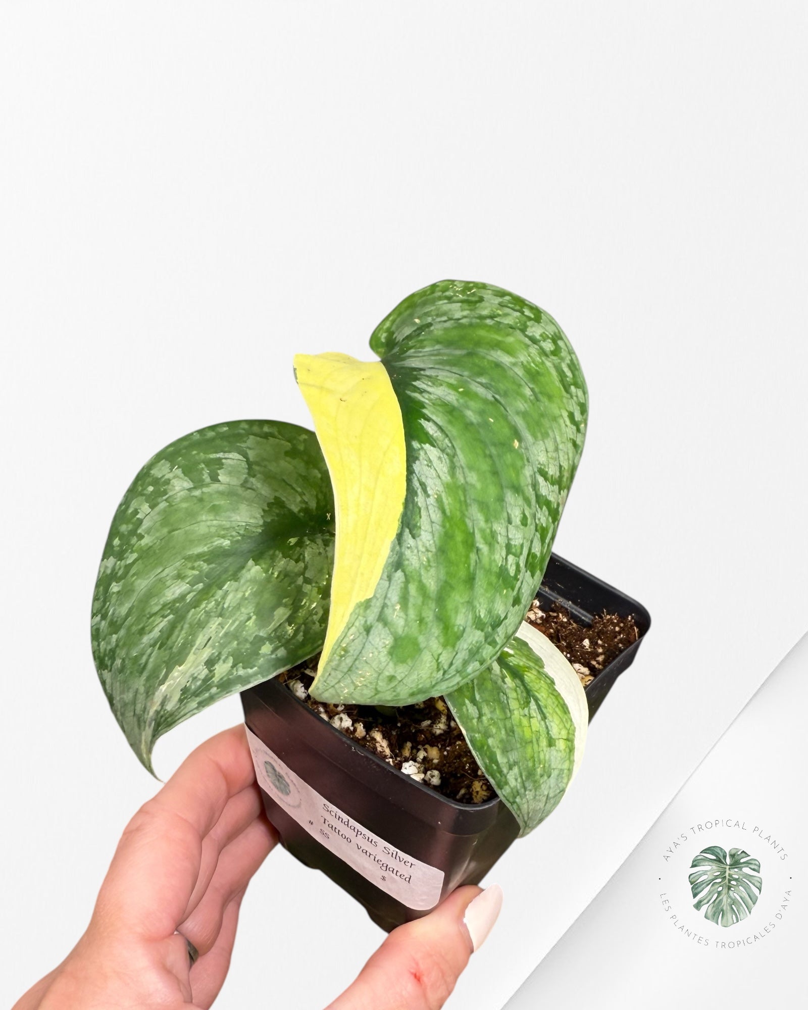 Scindapsus Silver Tattoo Variegata -SS