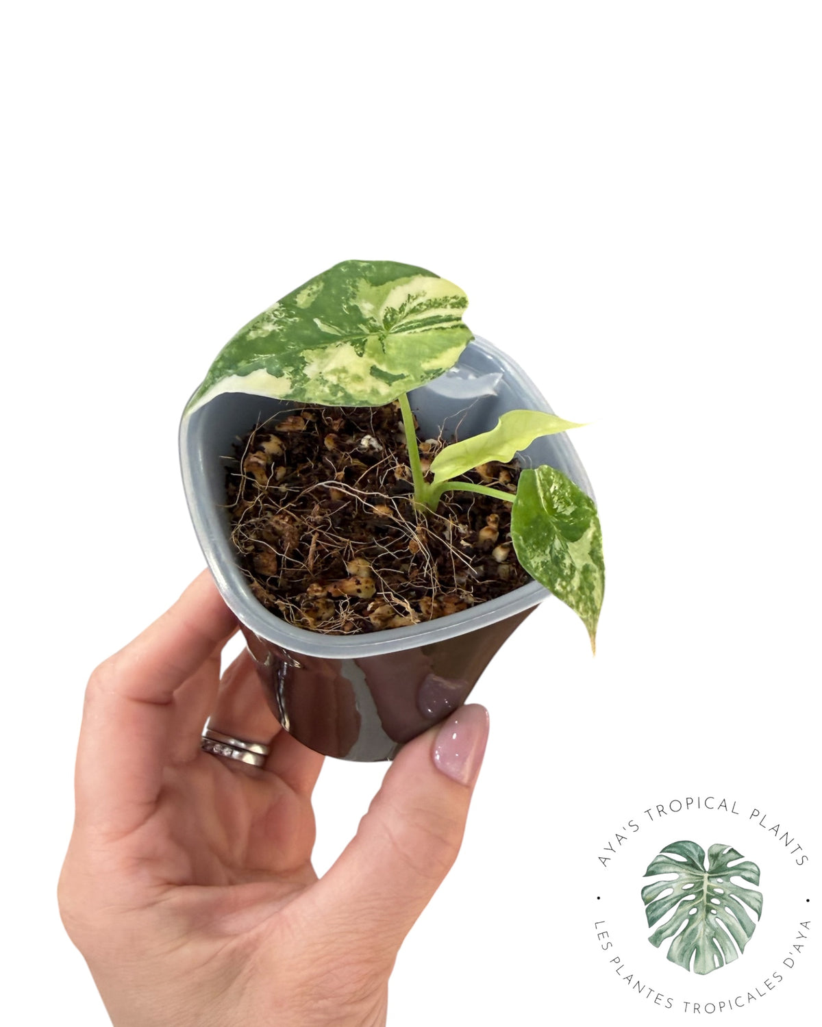 Alocasia Simpo Aurea Variégata