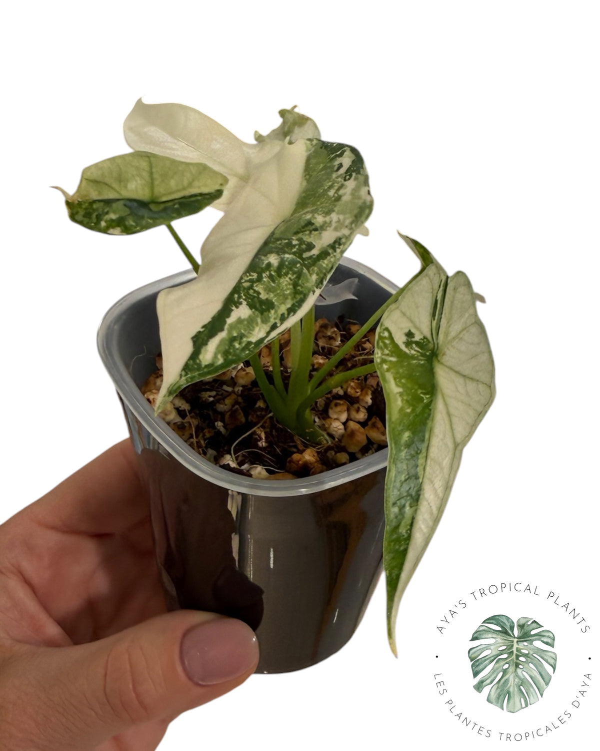 Alocasia Simpo Albo Variété Panachée