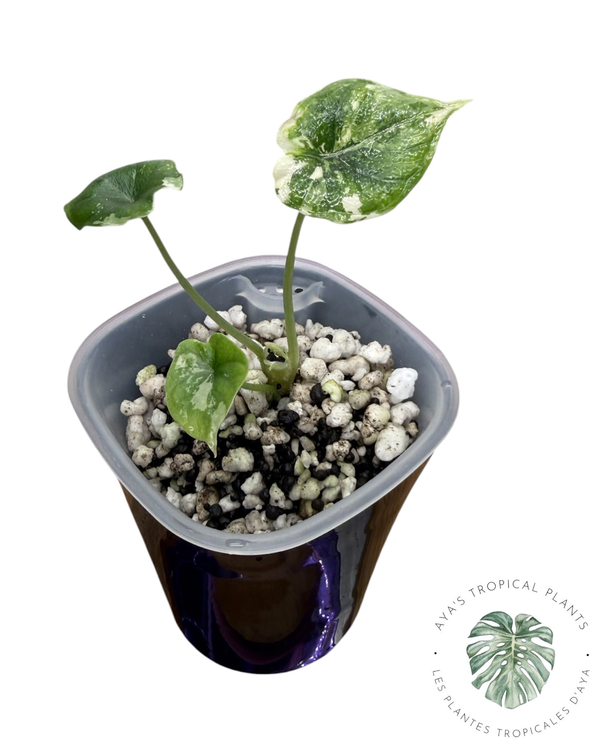 Alocasia Melo Albo Panaché