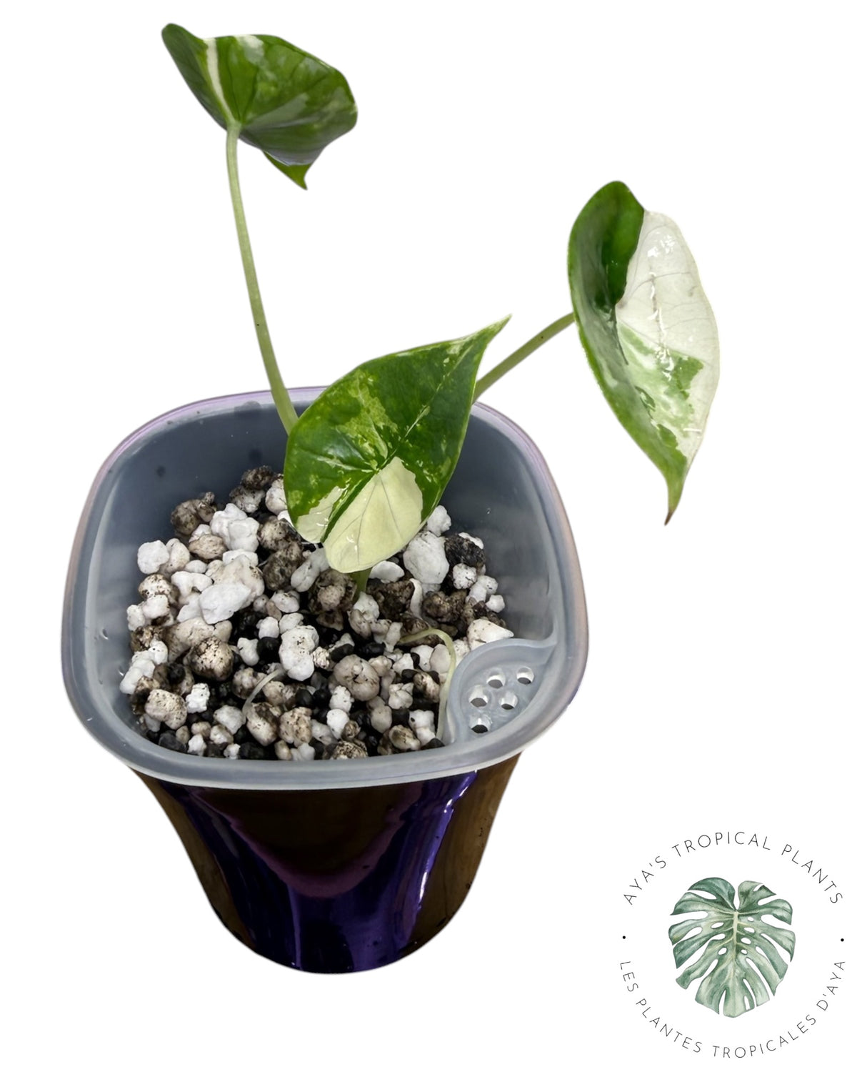 Alocasia Bisma Platinum Albo Variegated