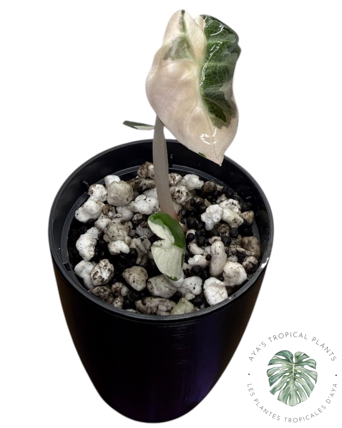 Alocasia Cœur Ballonet Rose panaché