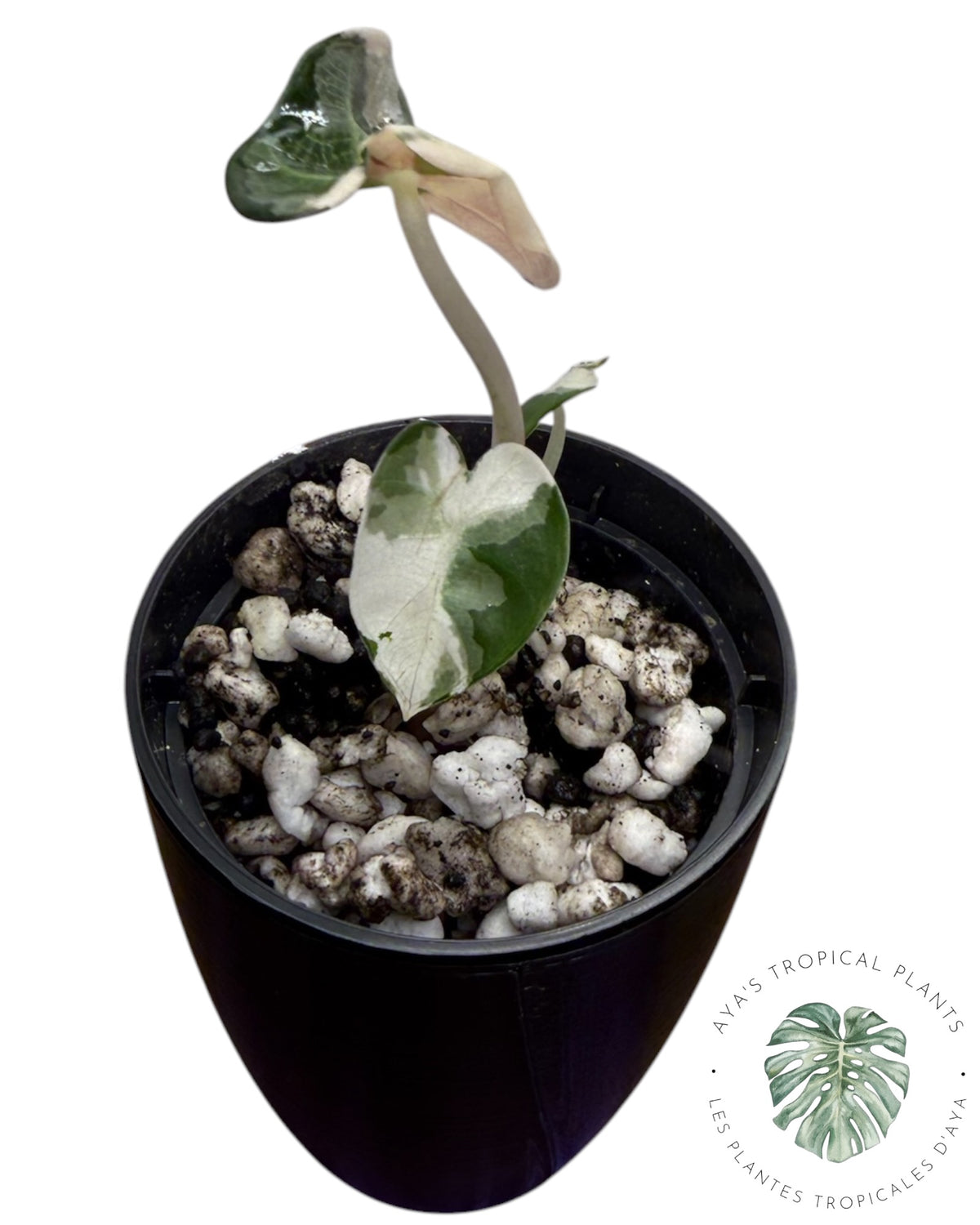 Alocasia Cœur Ballonet Rose panaché