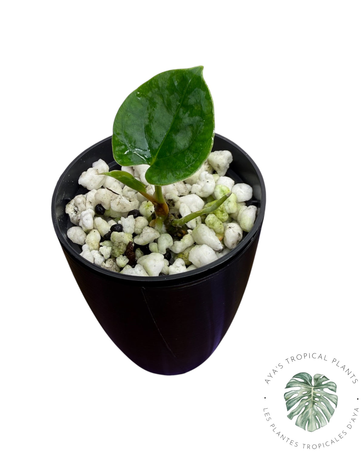 Anthurium Magie Noire