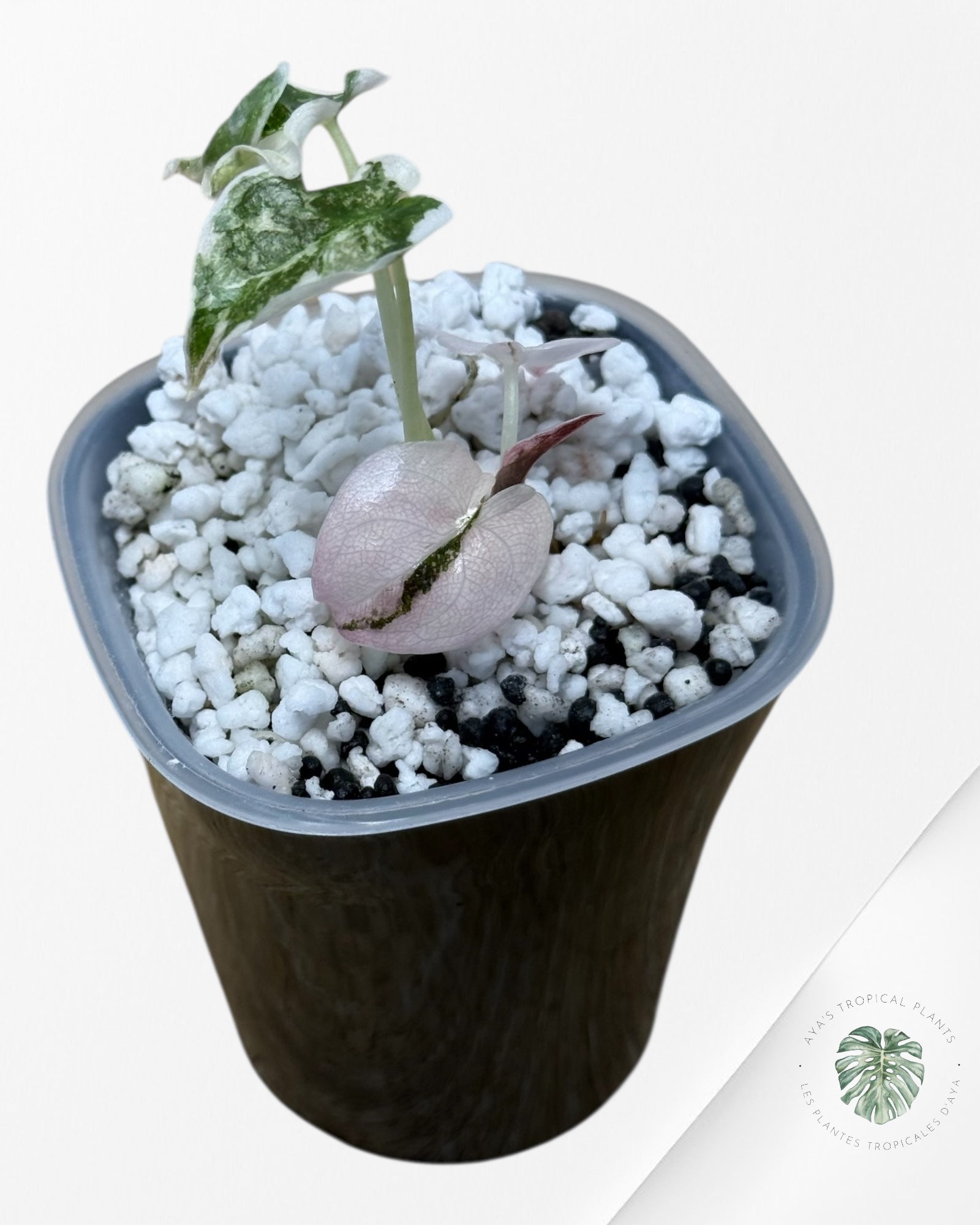 Alocasia Cuprea Albo|Pink Variegated