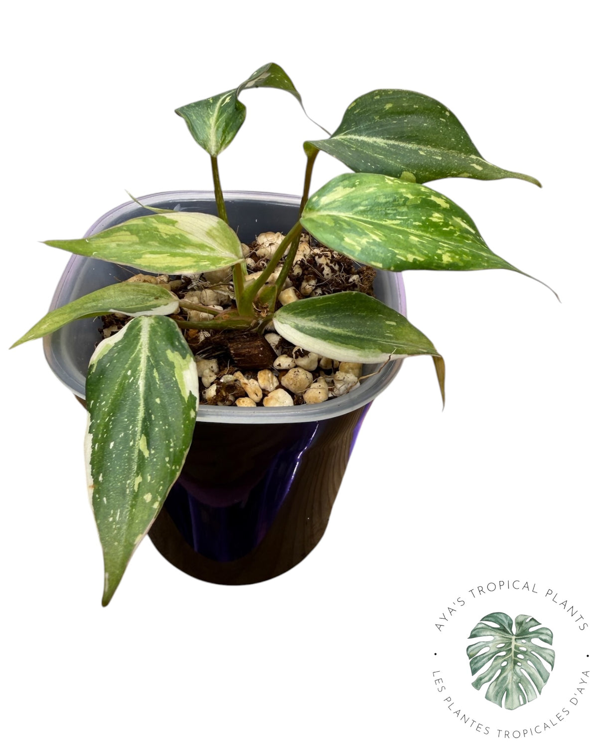 Philodendron Gloriosum Legacy Variegated