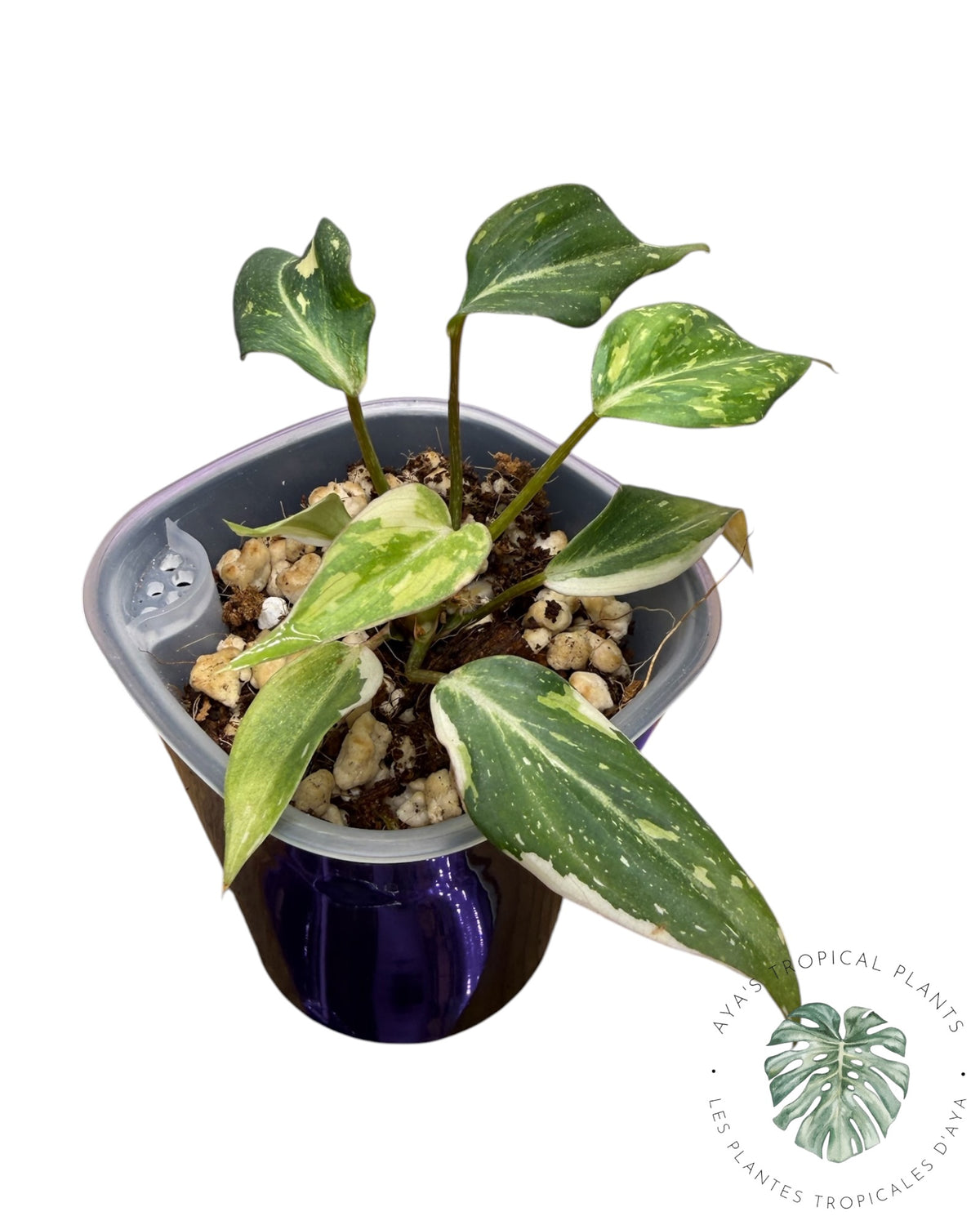 Philodendron Gloriosum Legacy Variegated