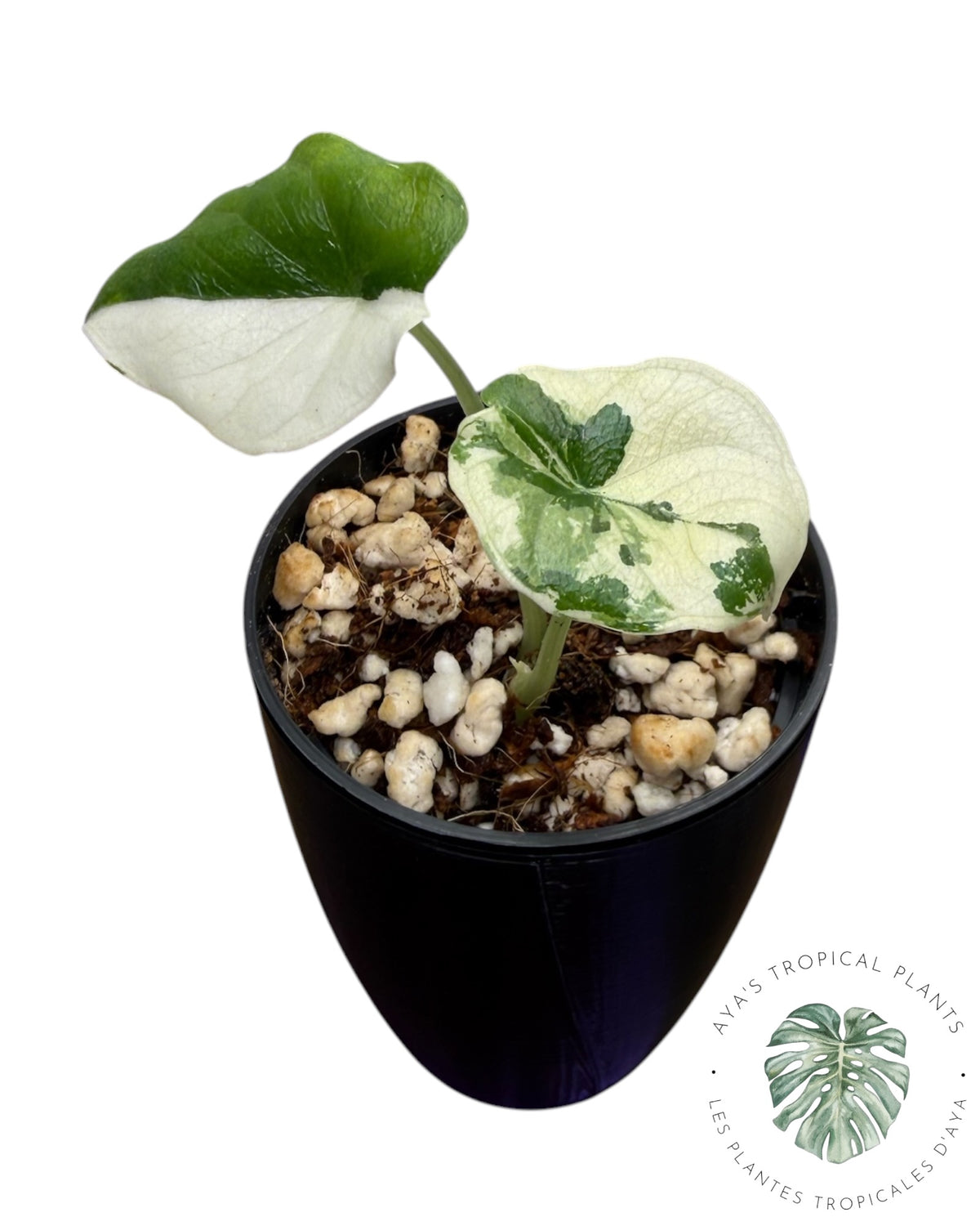Alocasia Melo Albo Panaché