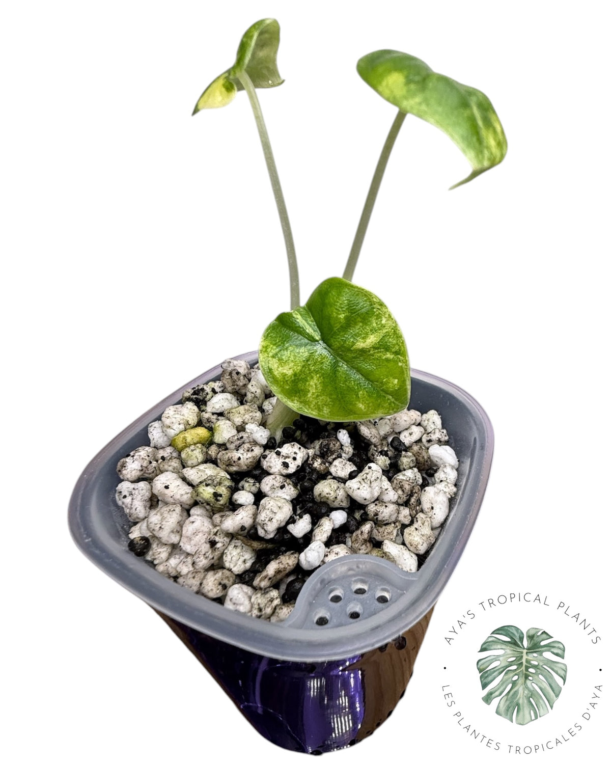 Alocasia Melo Aurea Variegated