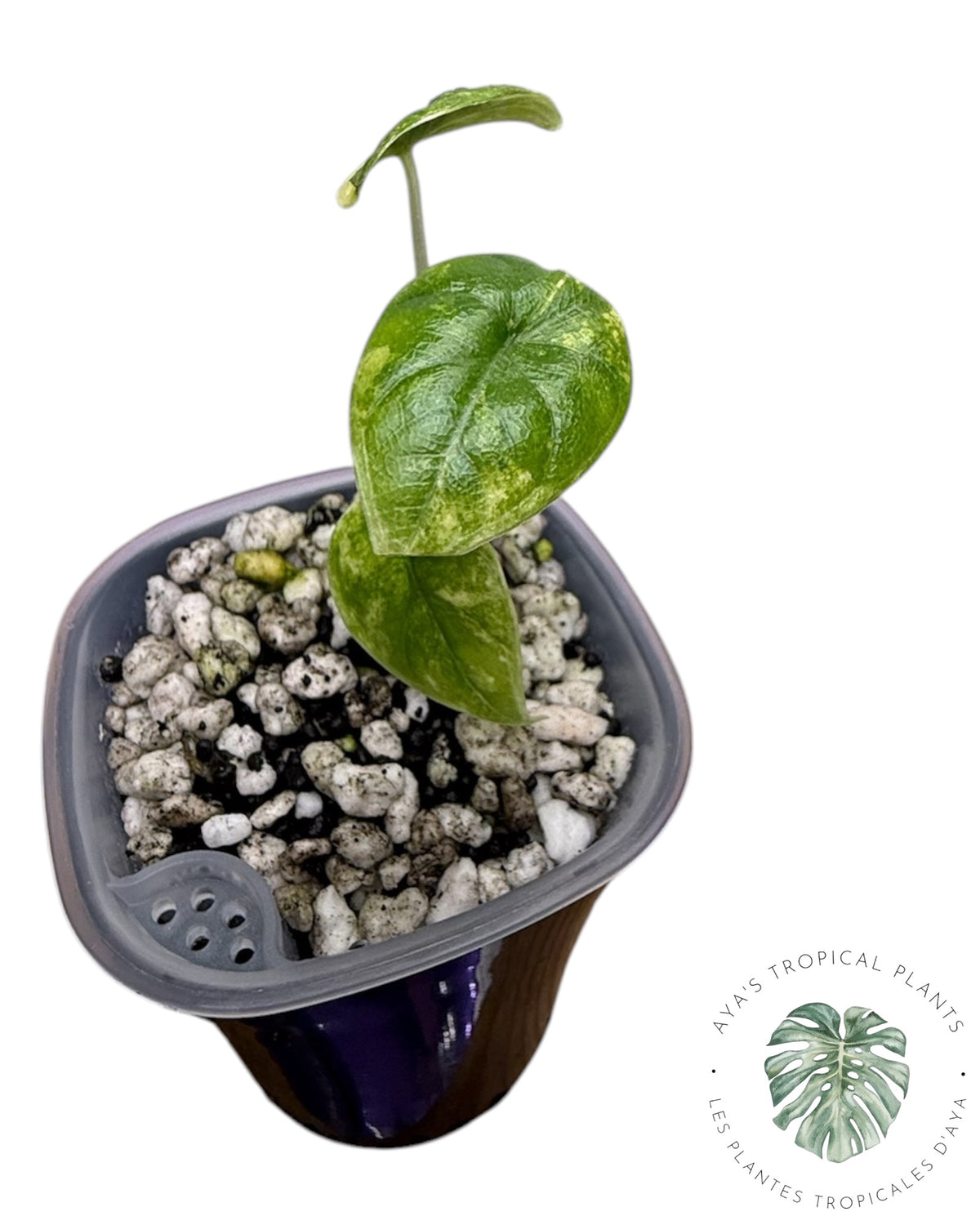 Alocasia Melo Aurea Variegated