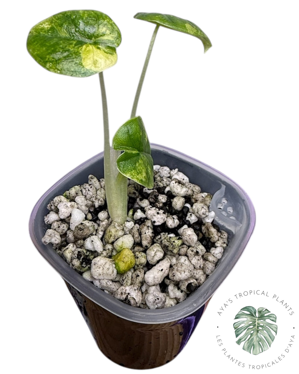 Alocasia Melo Aurea Variegated