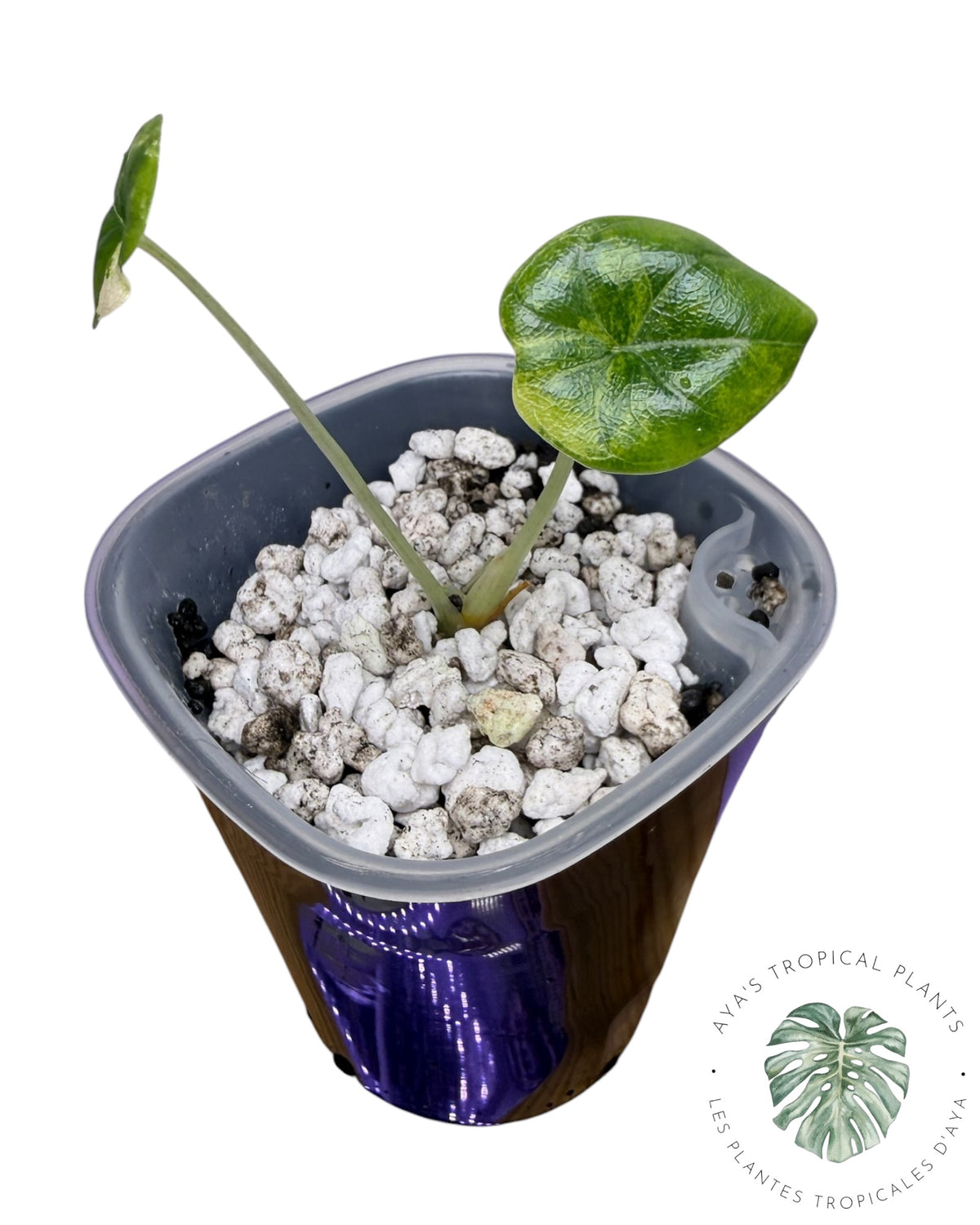 Alocasia Melo Aurea Panaché