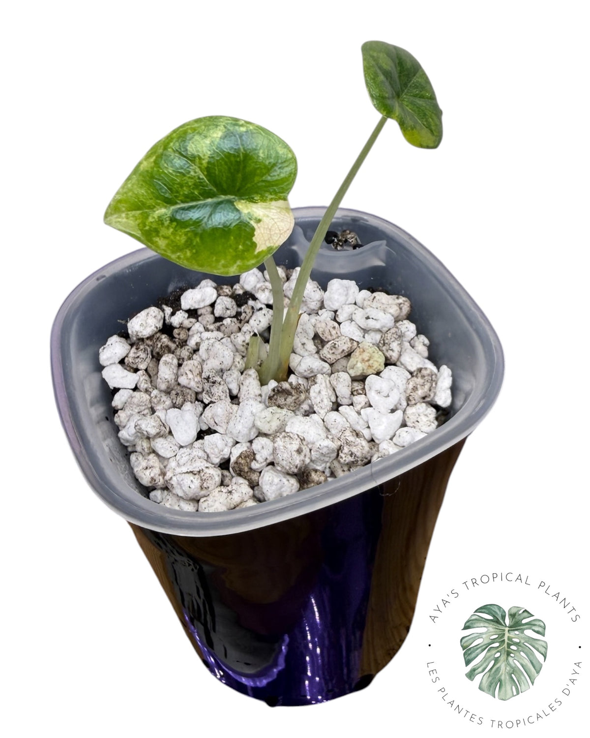 Alocasia Melo Aurea Panaché