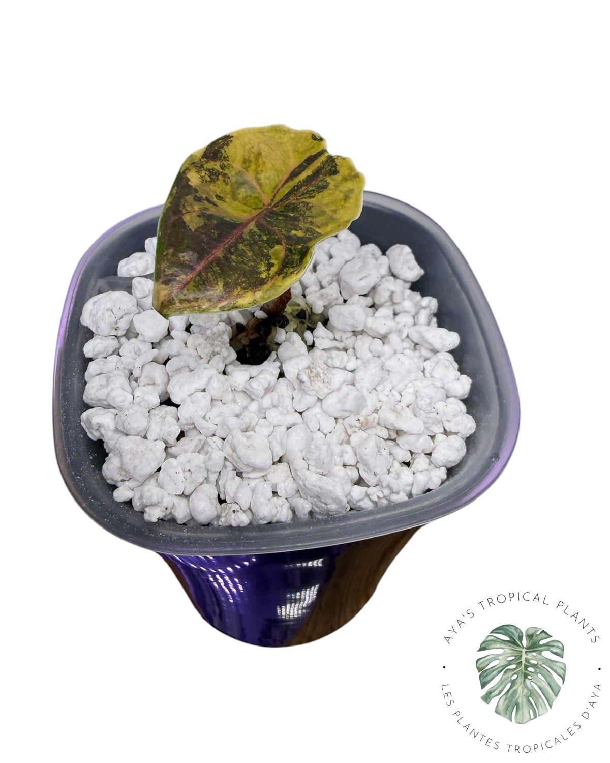 Alocasia Azlanii Gold / Aurea