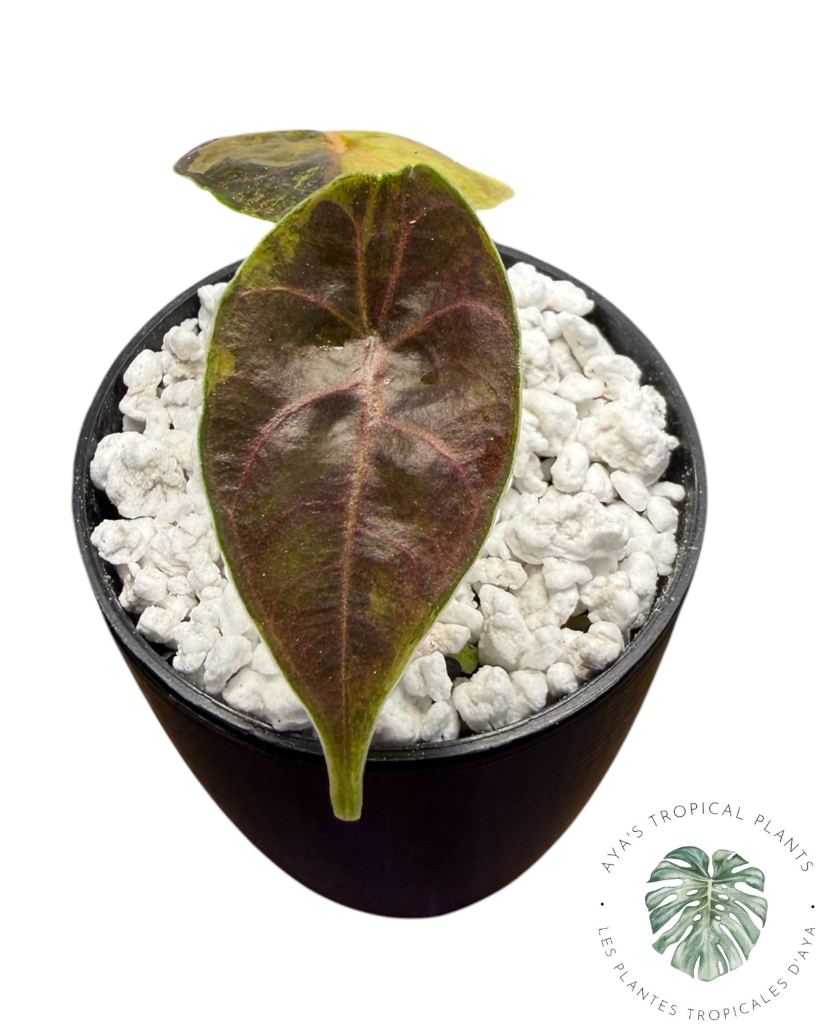 Alocasia Azlanii Gold / Aurea