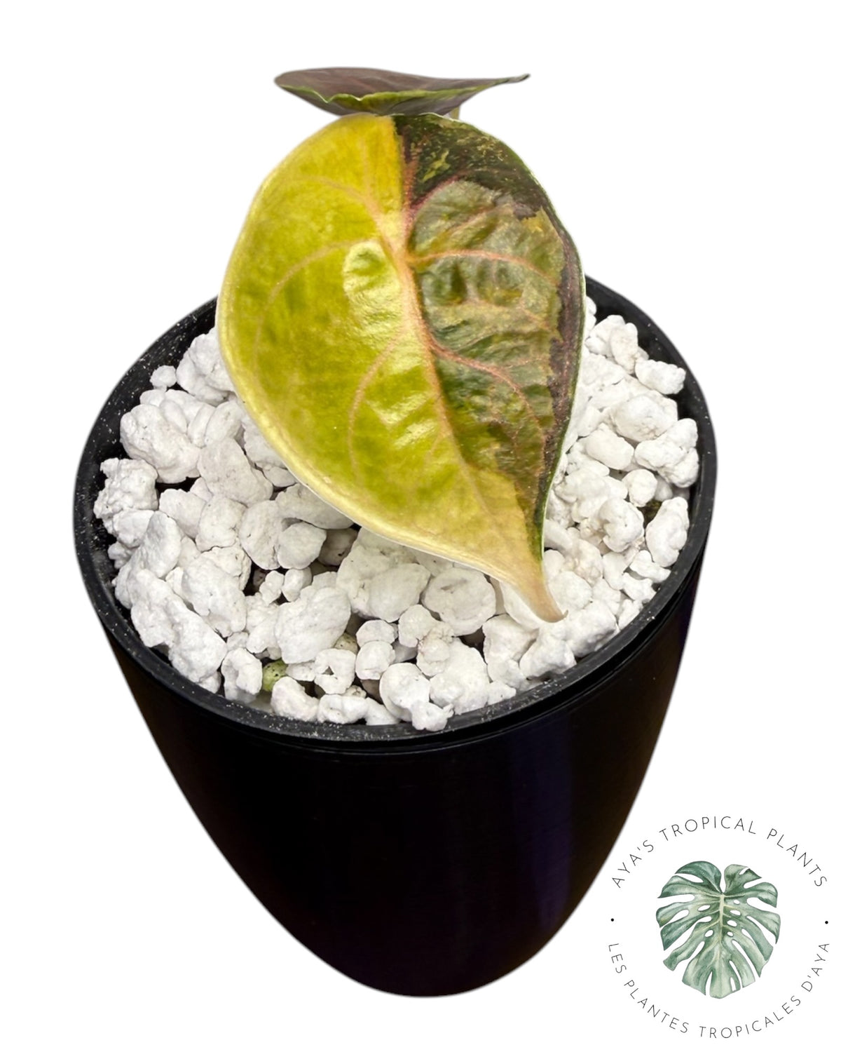 Alocasia Azlanii Gold / Aurea