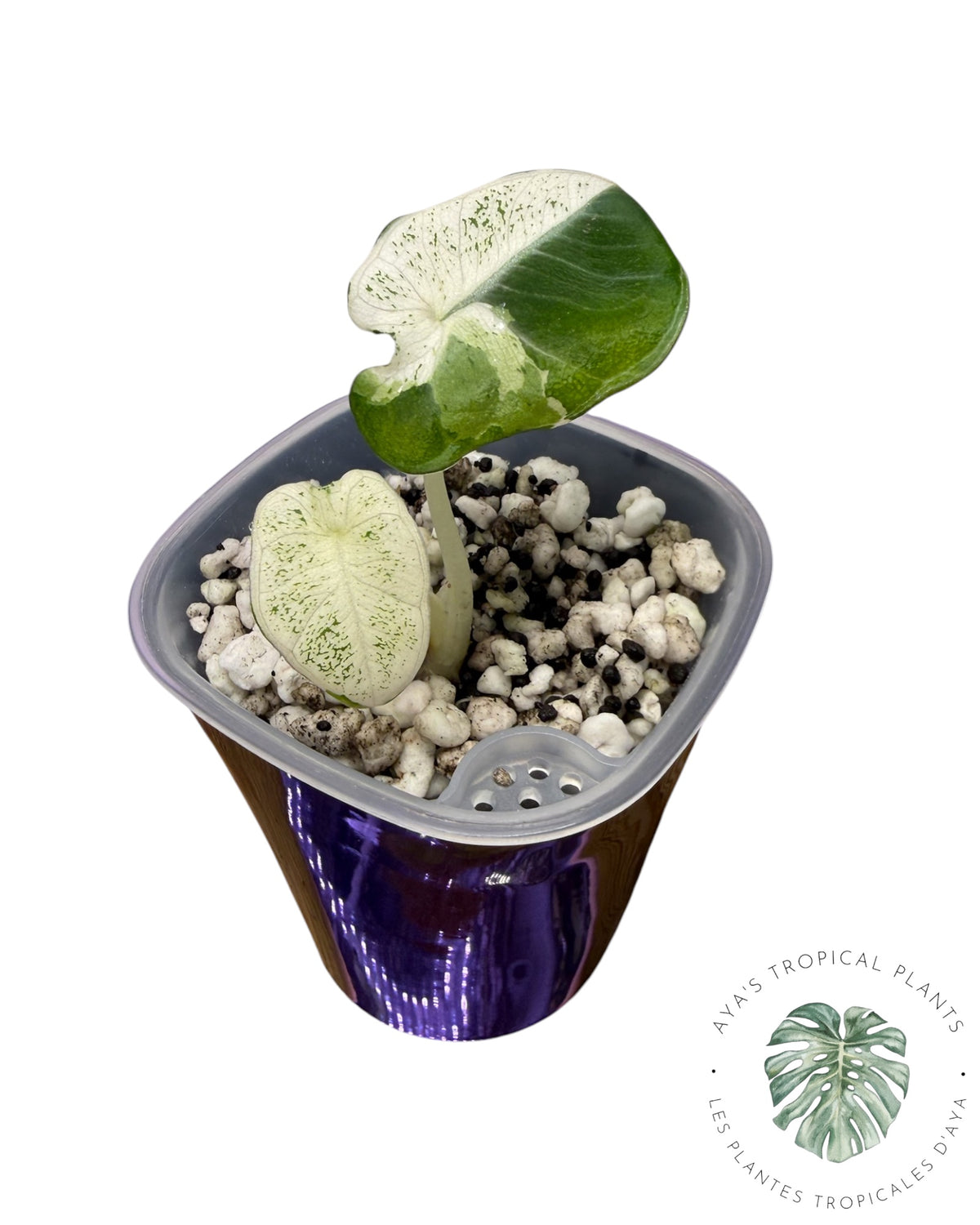 Alocasia Black Velvet Pink Snowflake Variegated