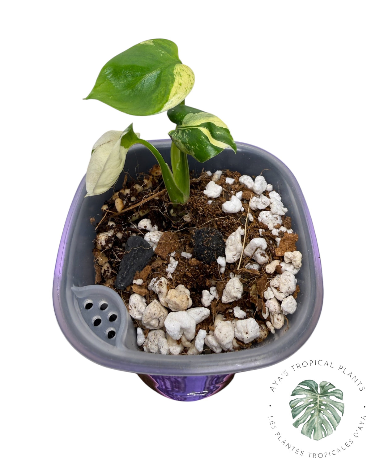 Monstera Siam Mint
