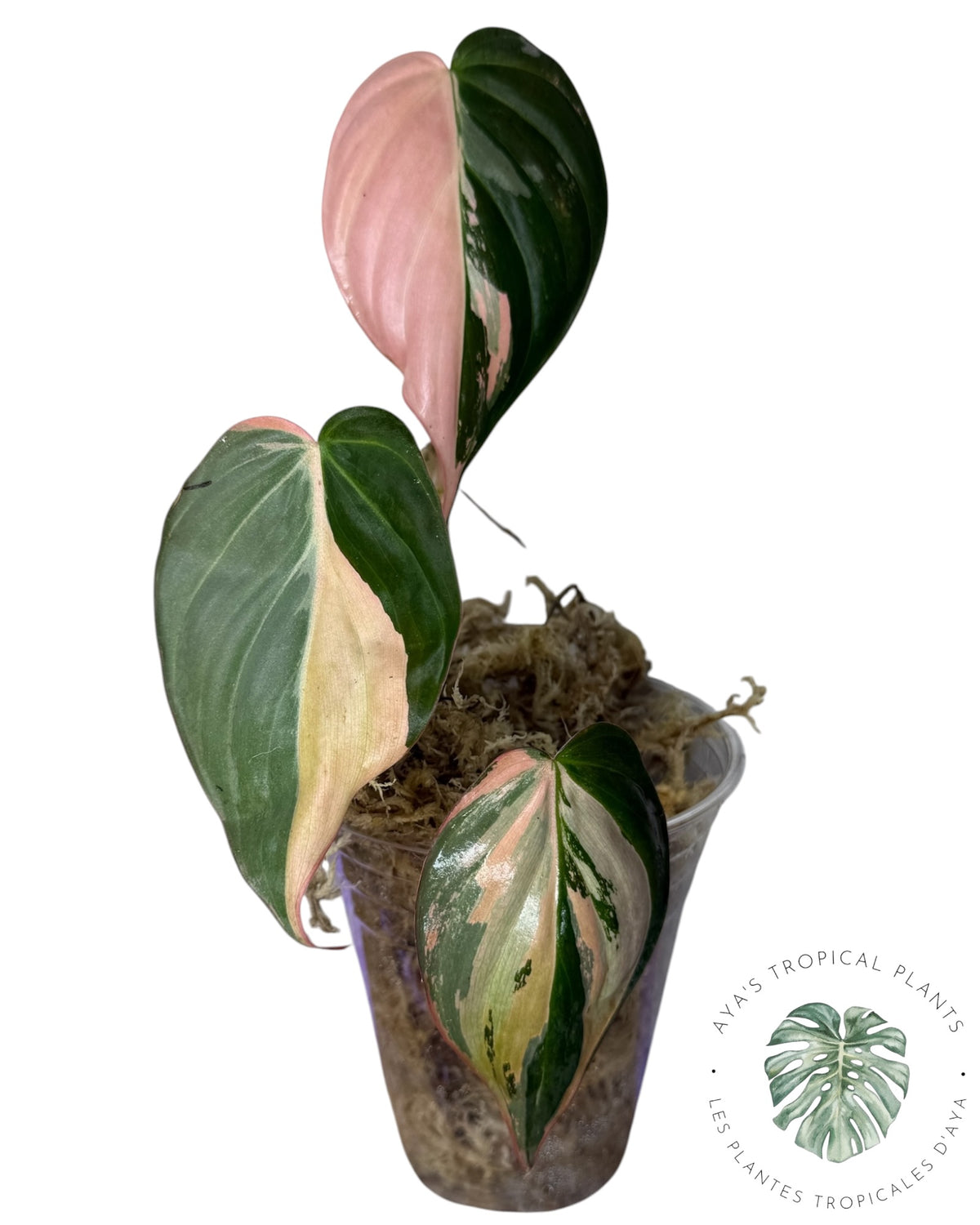 Philodendron REAL Pink Micans Variegated