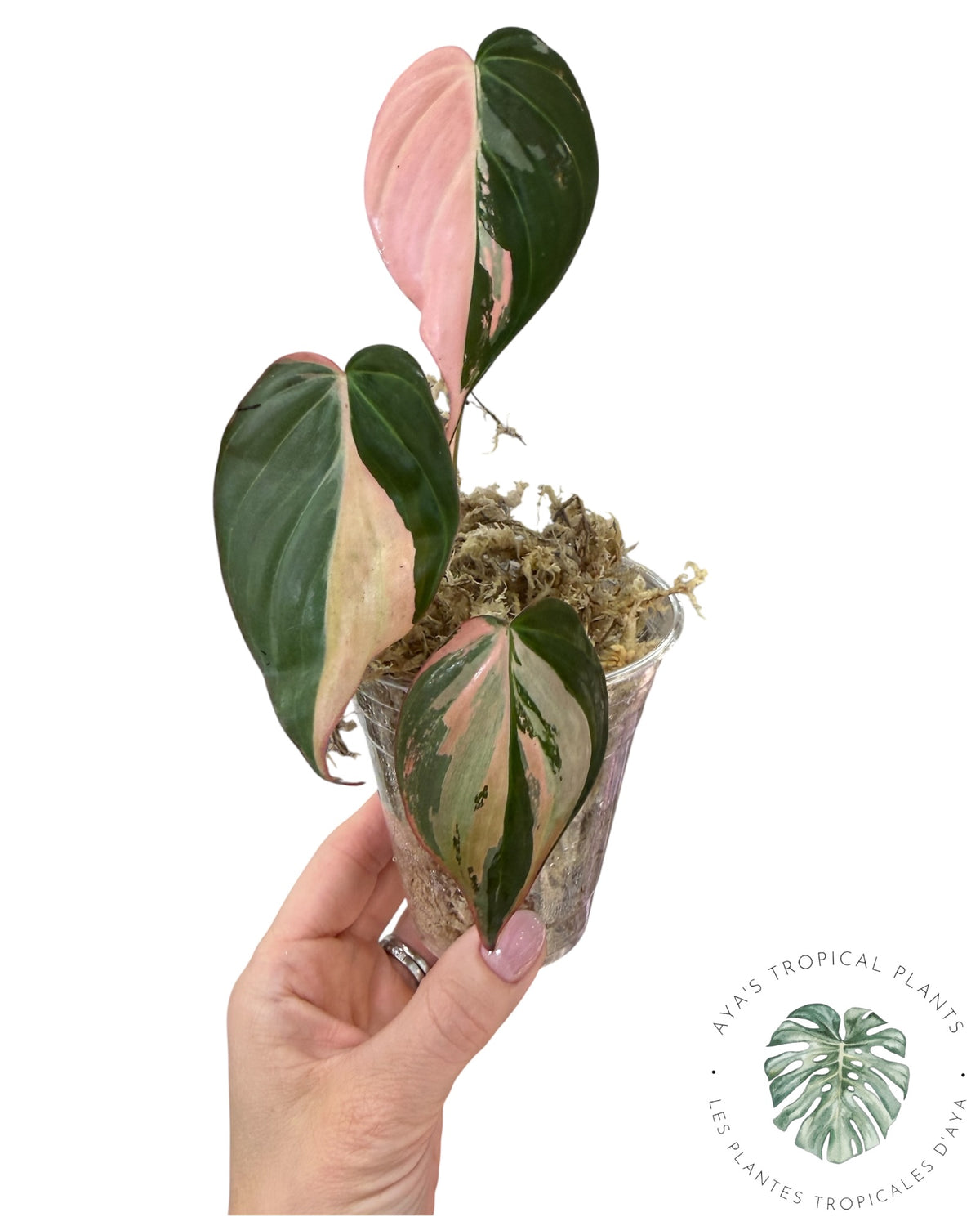Philodendron REAL Pink Micans Variegated