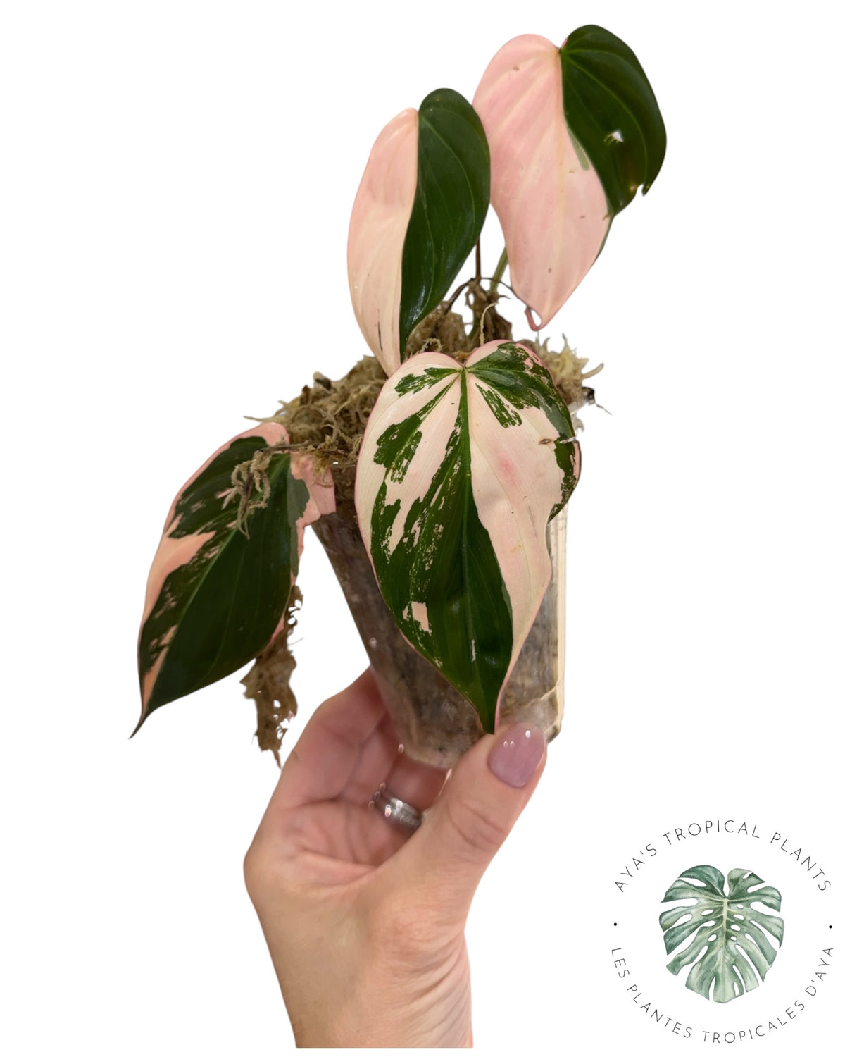 Philodendron REAL Pink Micans Variegated