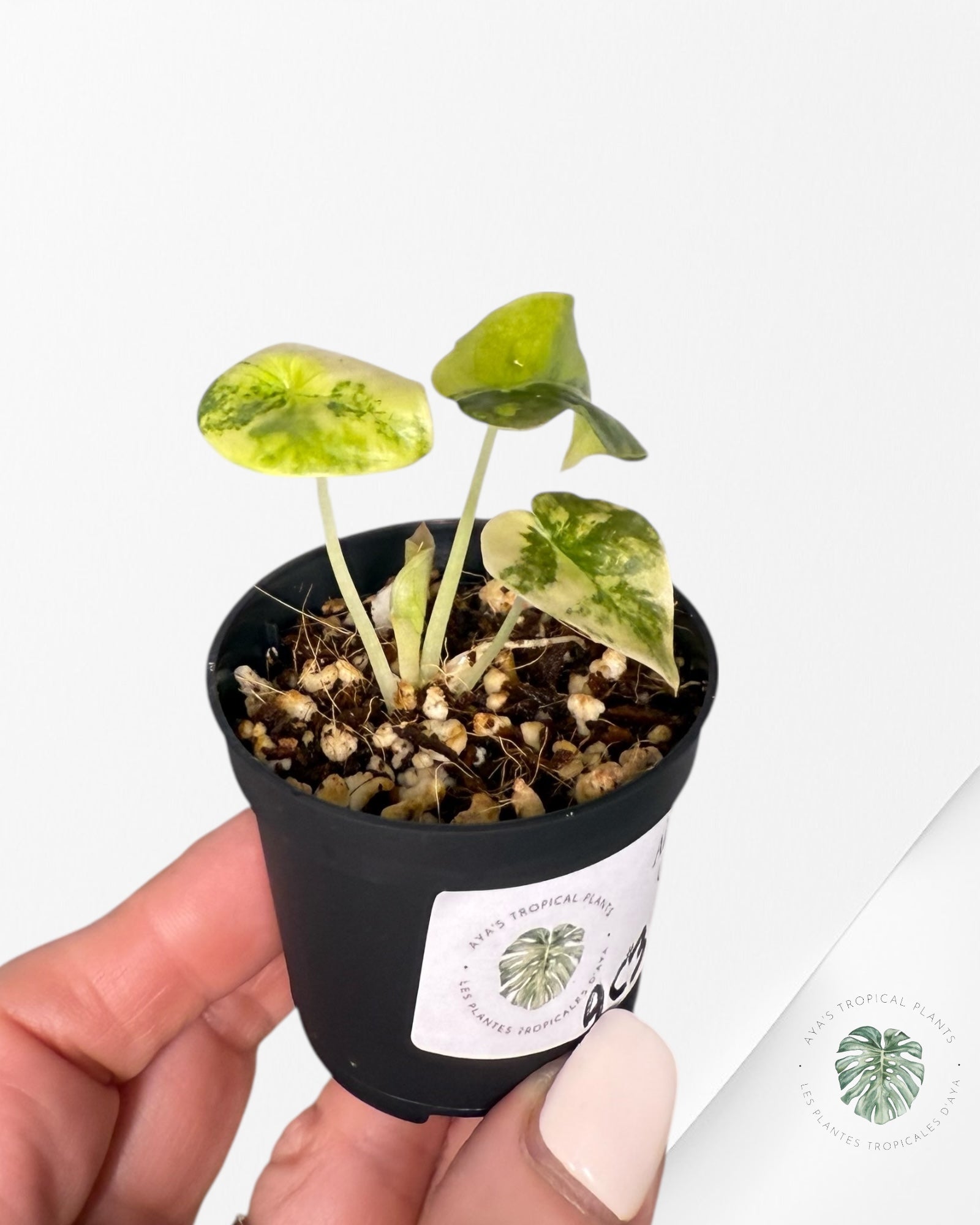 Alocasia Cuprea Golden Latte - A23