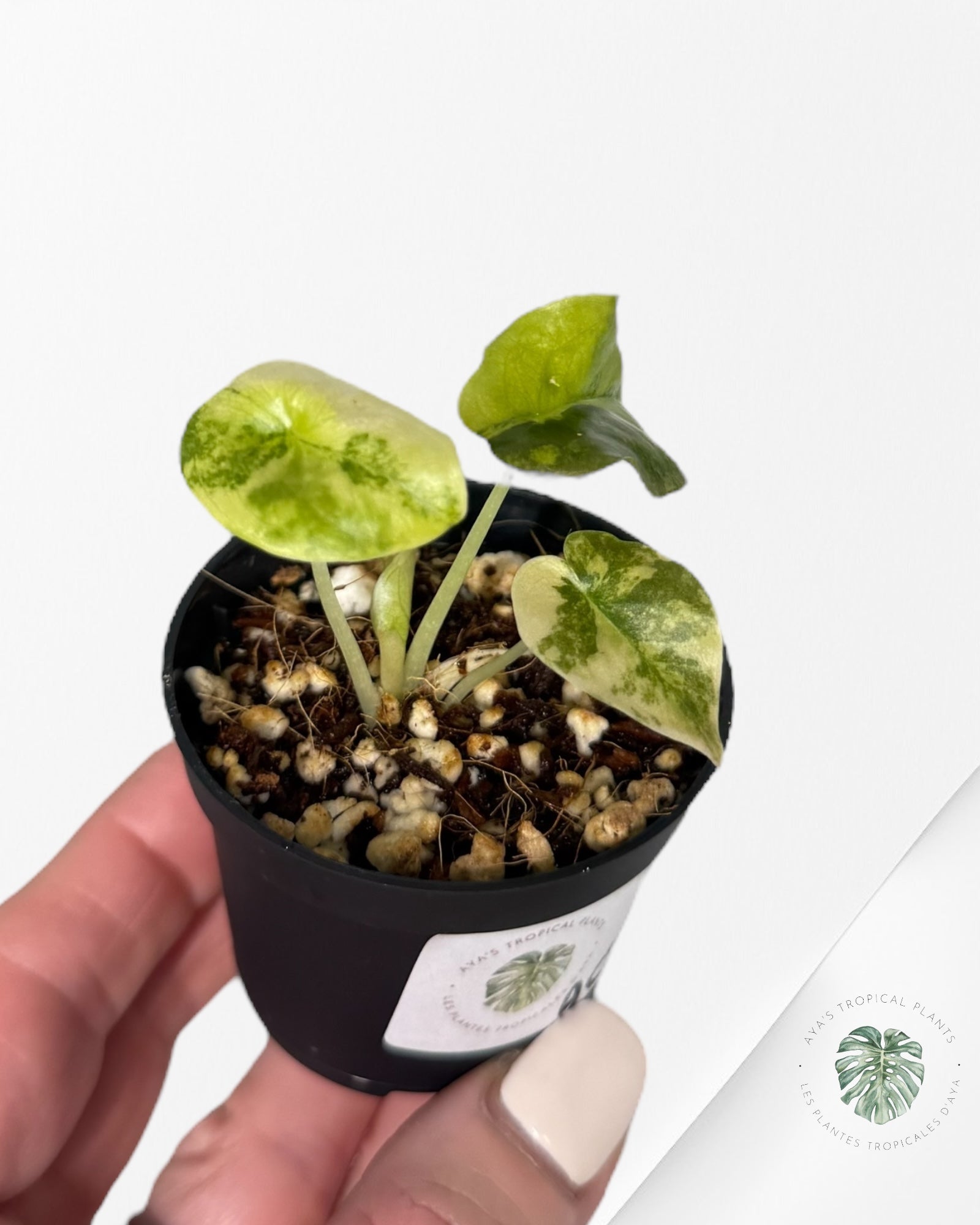 Alocasia Cuprea Golden Latte - A23