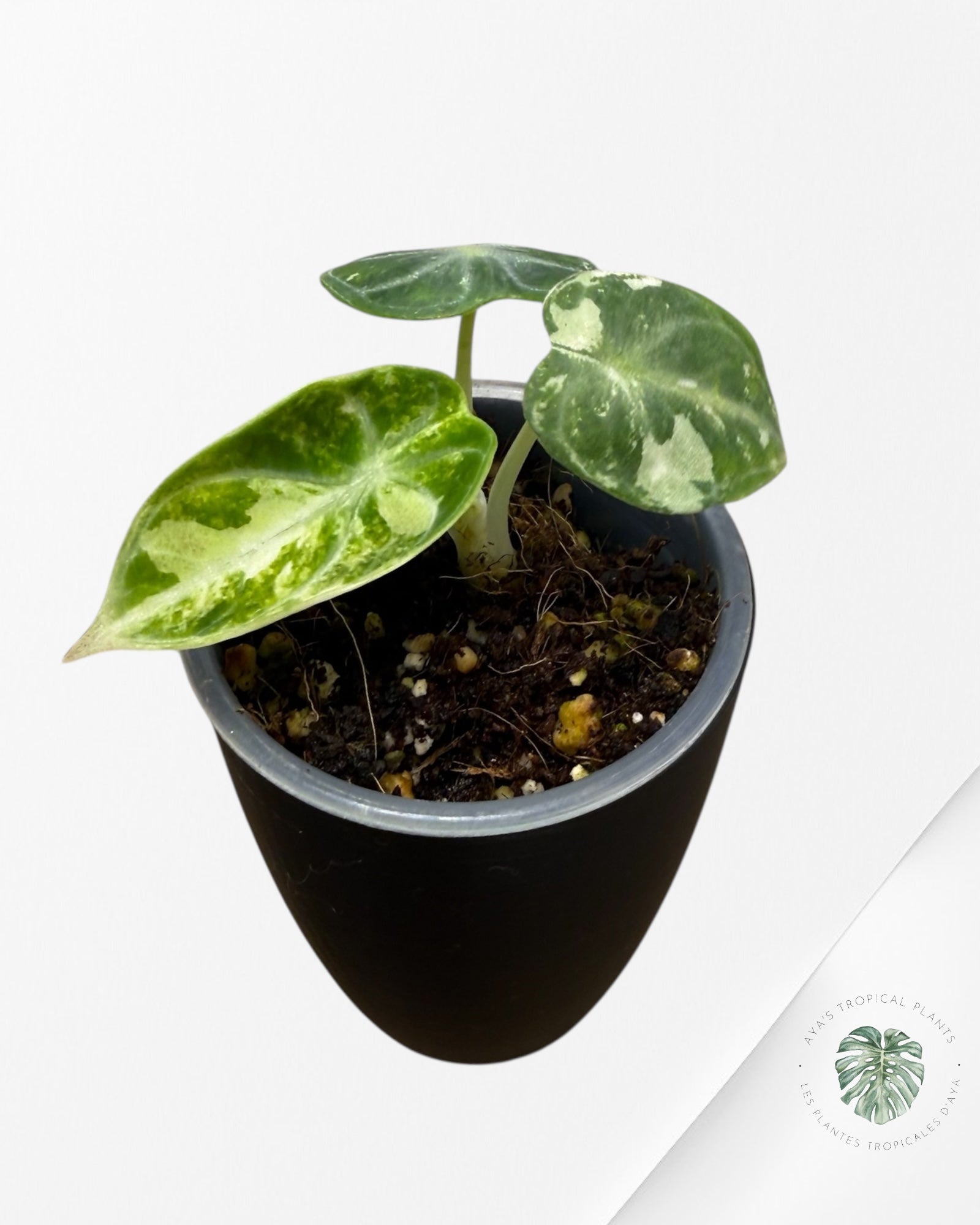 Alocasia Ninja Albo Variegated