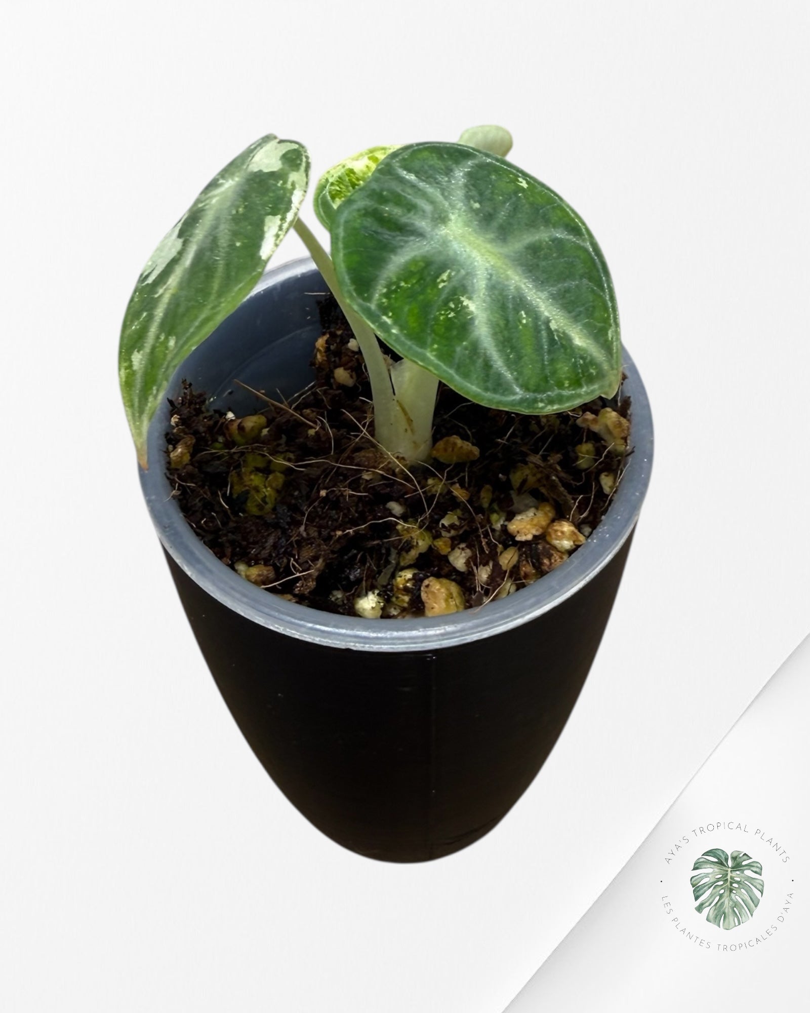 Alocasia Ninja Albo Variegated