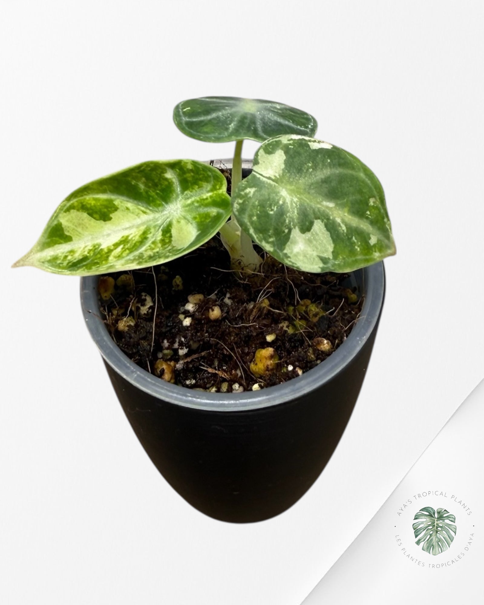 Alocasia Ninja Albo Variegated