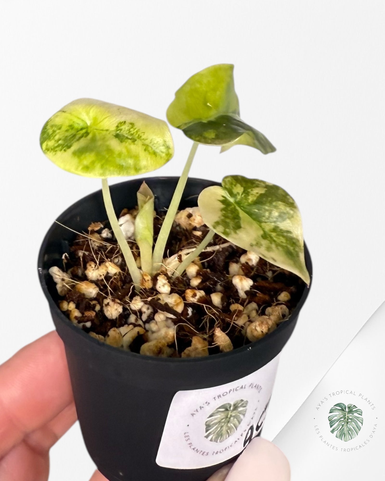 Alocasia Cuprea Golden Latte - A23