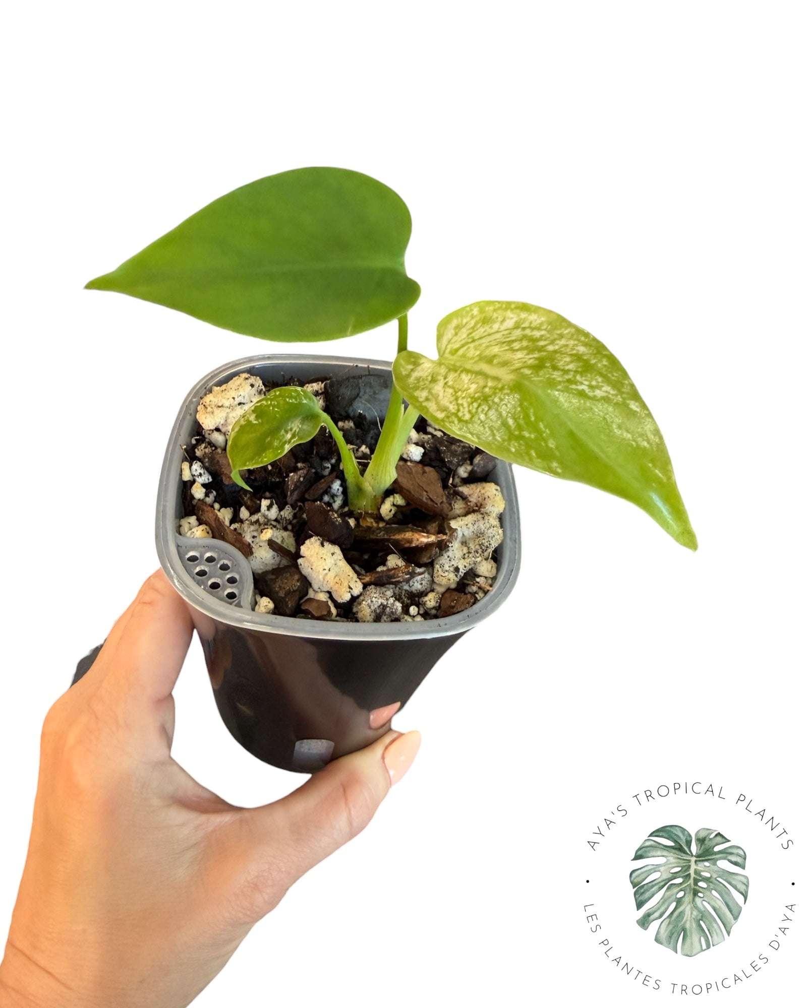 Monstera Deliciosa 'Devil Monster'