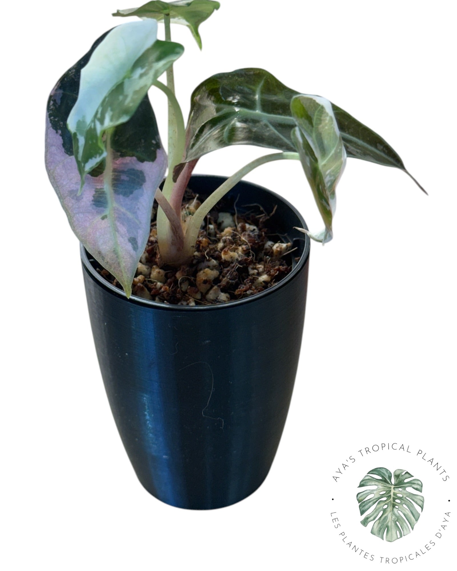 Alocasia Polly Pink Snowflake