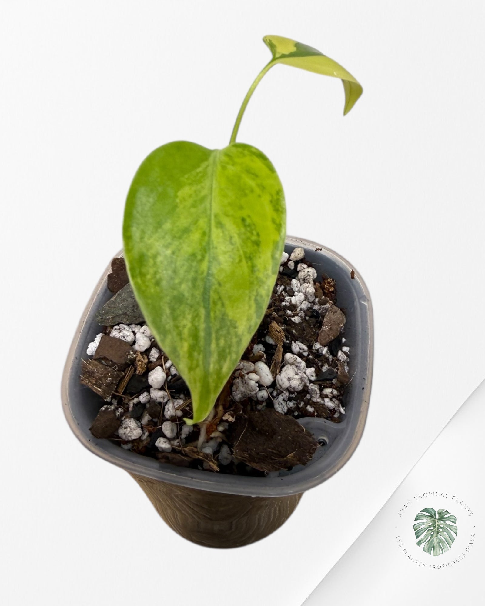 Monstera Deliciosa 'Yellow Marilyn'