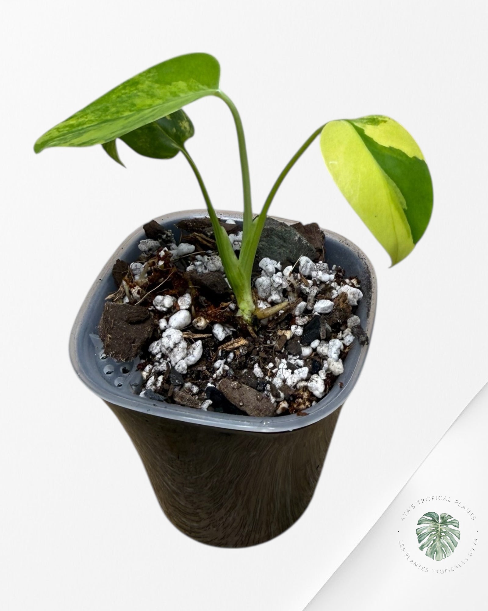 Monstera Deliciosa 'Yellow Marilyn'