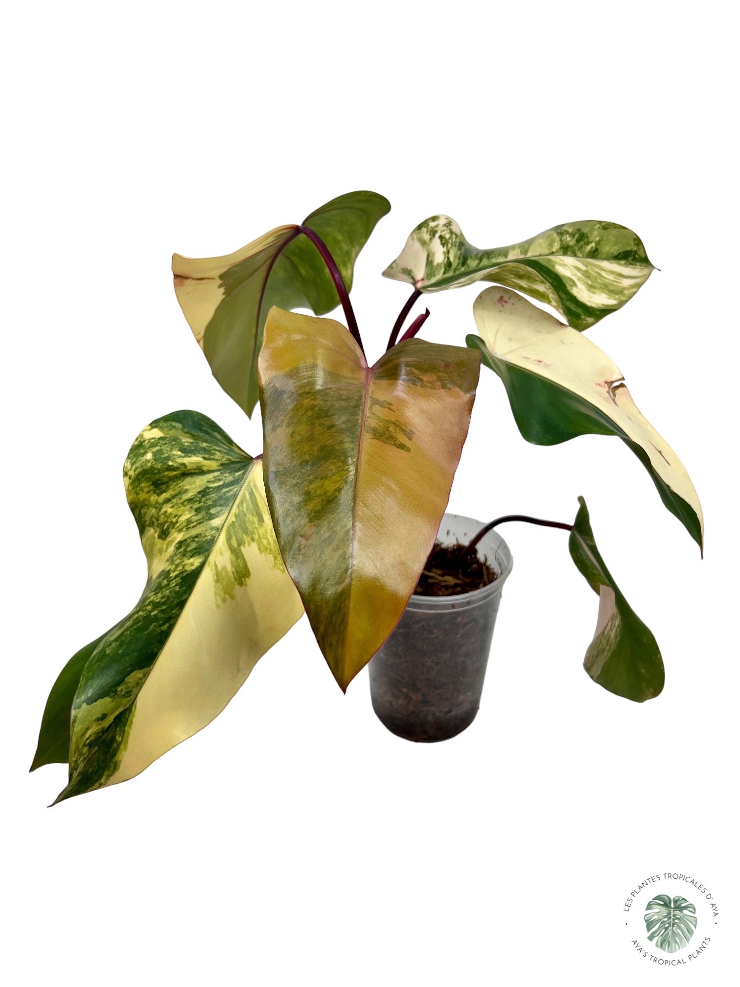 Philodendron Strawberry Shake (Large )JAS11