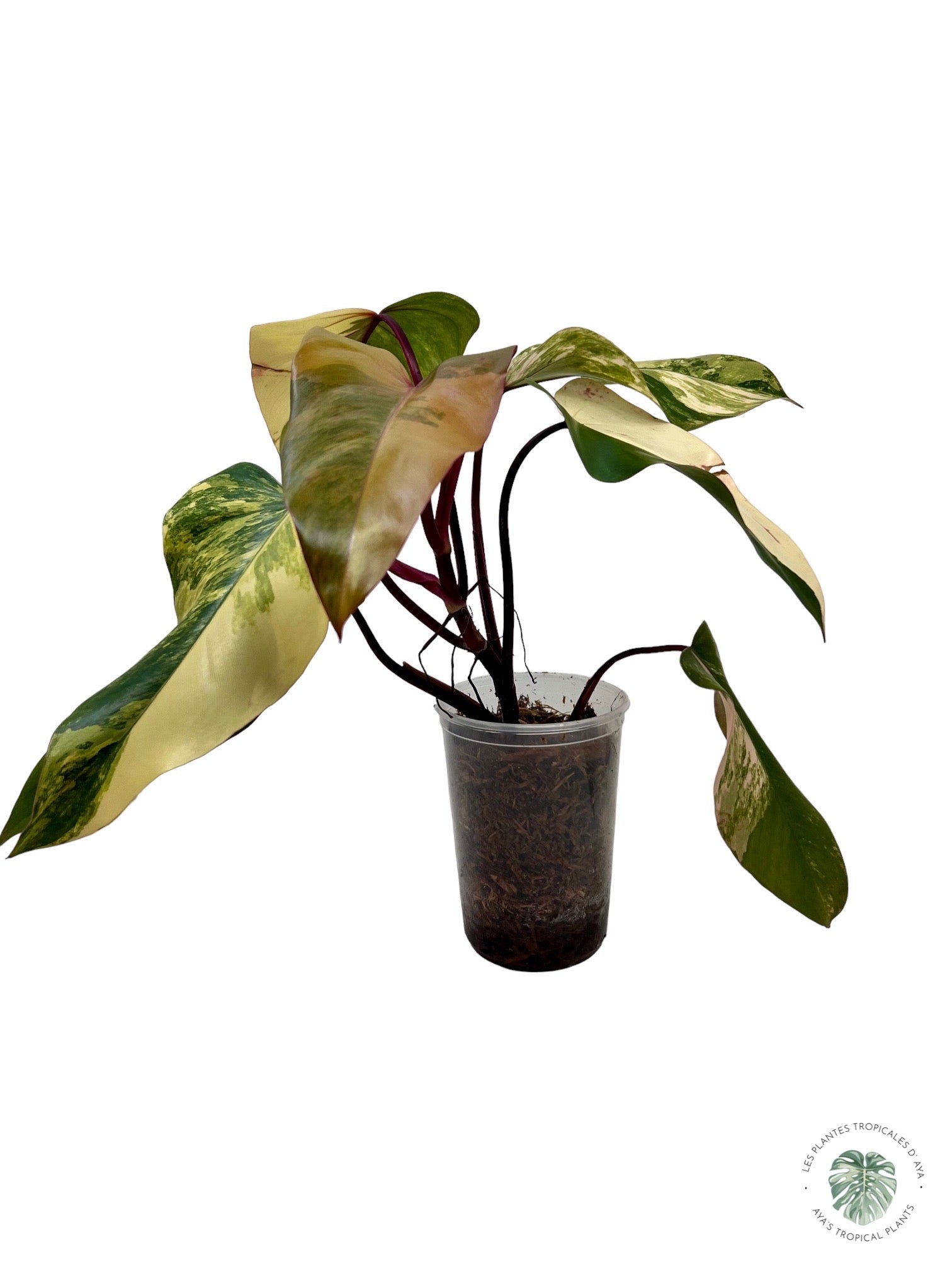 Philodendron Strawberry Shake (Large )JAS11