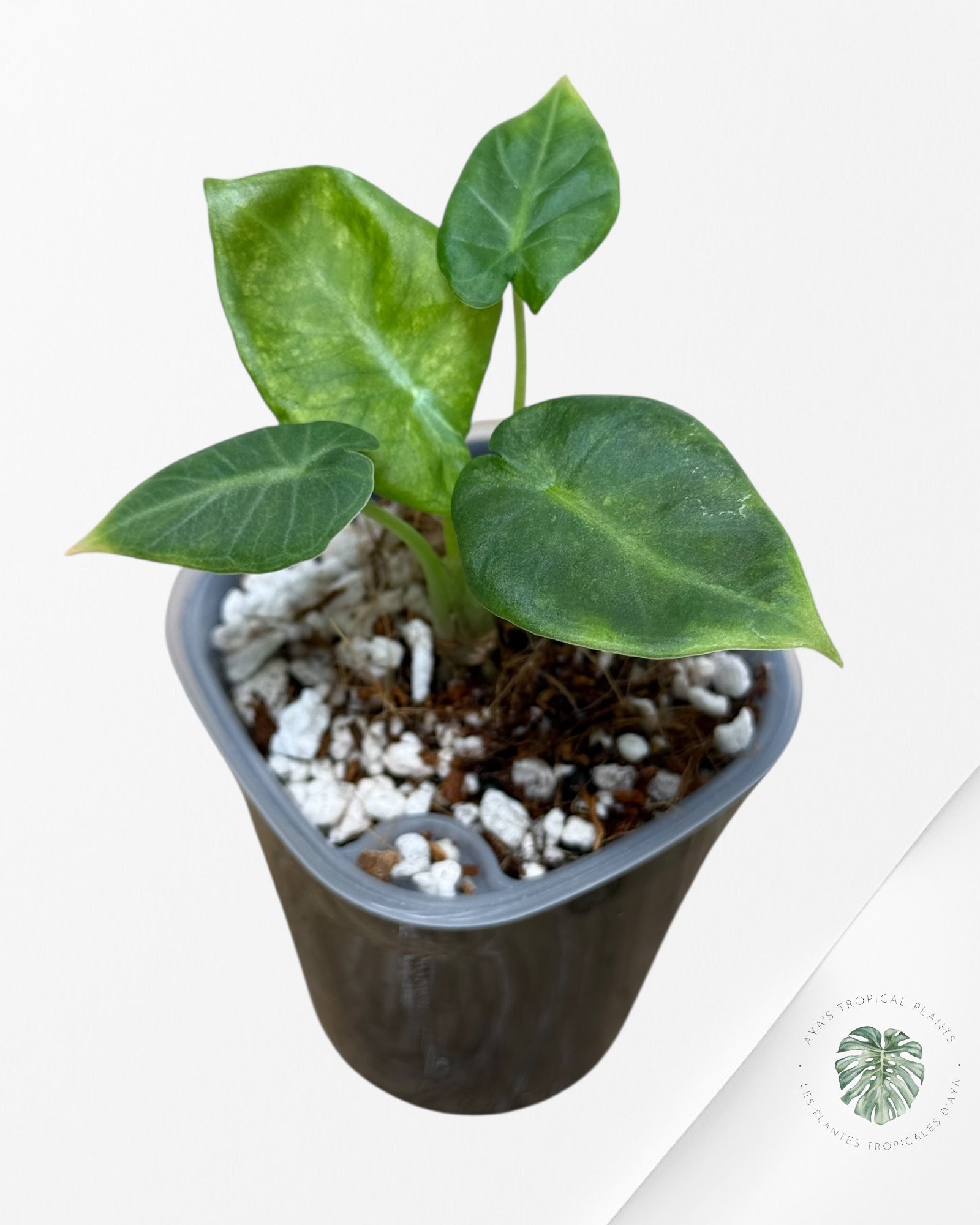 Alocasia Regal Shield Aurea Variegated