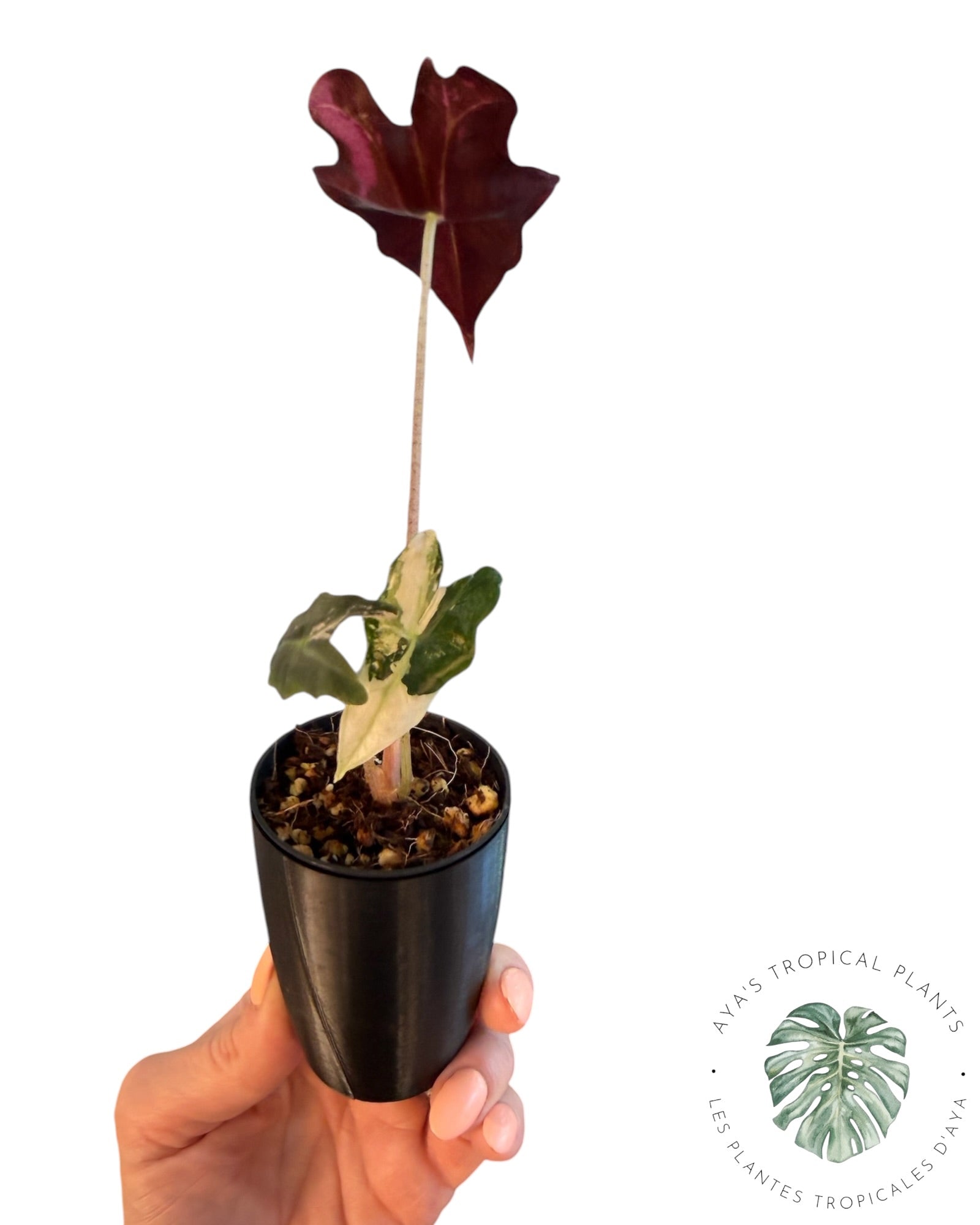Alocasia Nobilis Pink Variegated