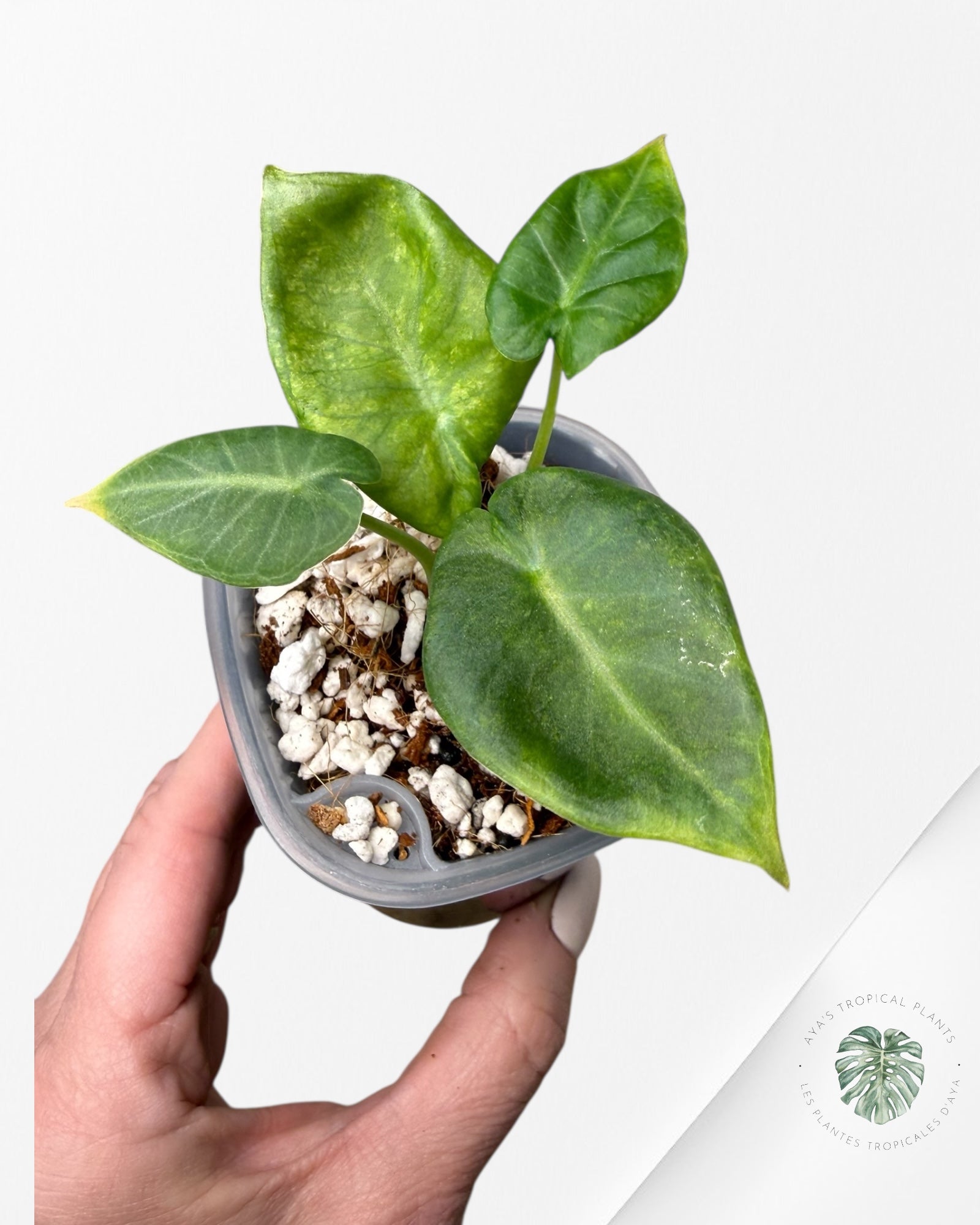 Alocasia Regal Shield Aurea Variegated