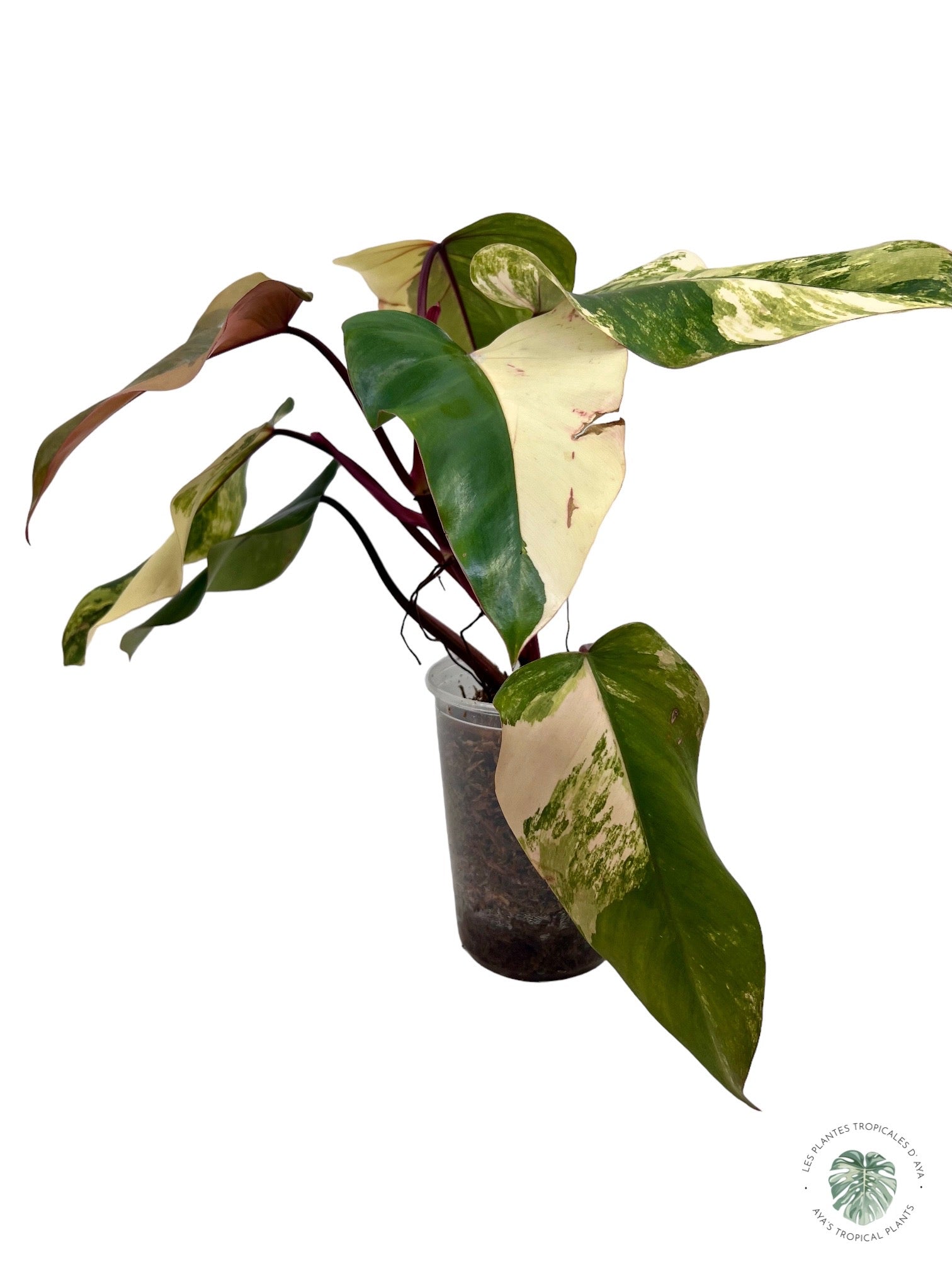 Philodendron Strawberry Shake (Large )JAS11