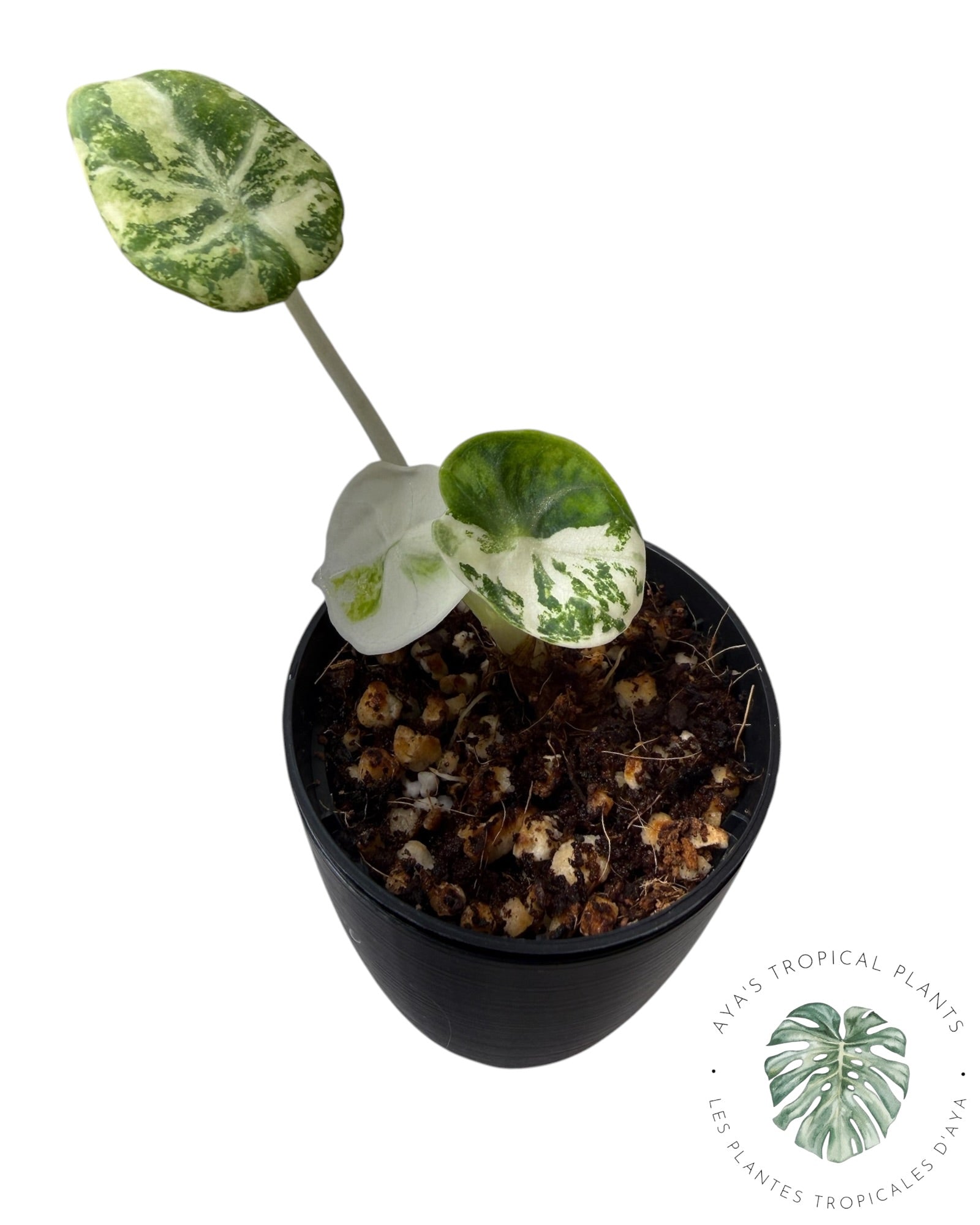 Alocasia Ninja Albo panaché
