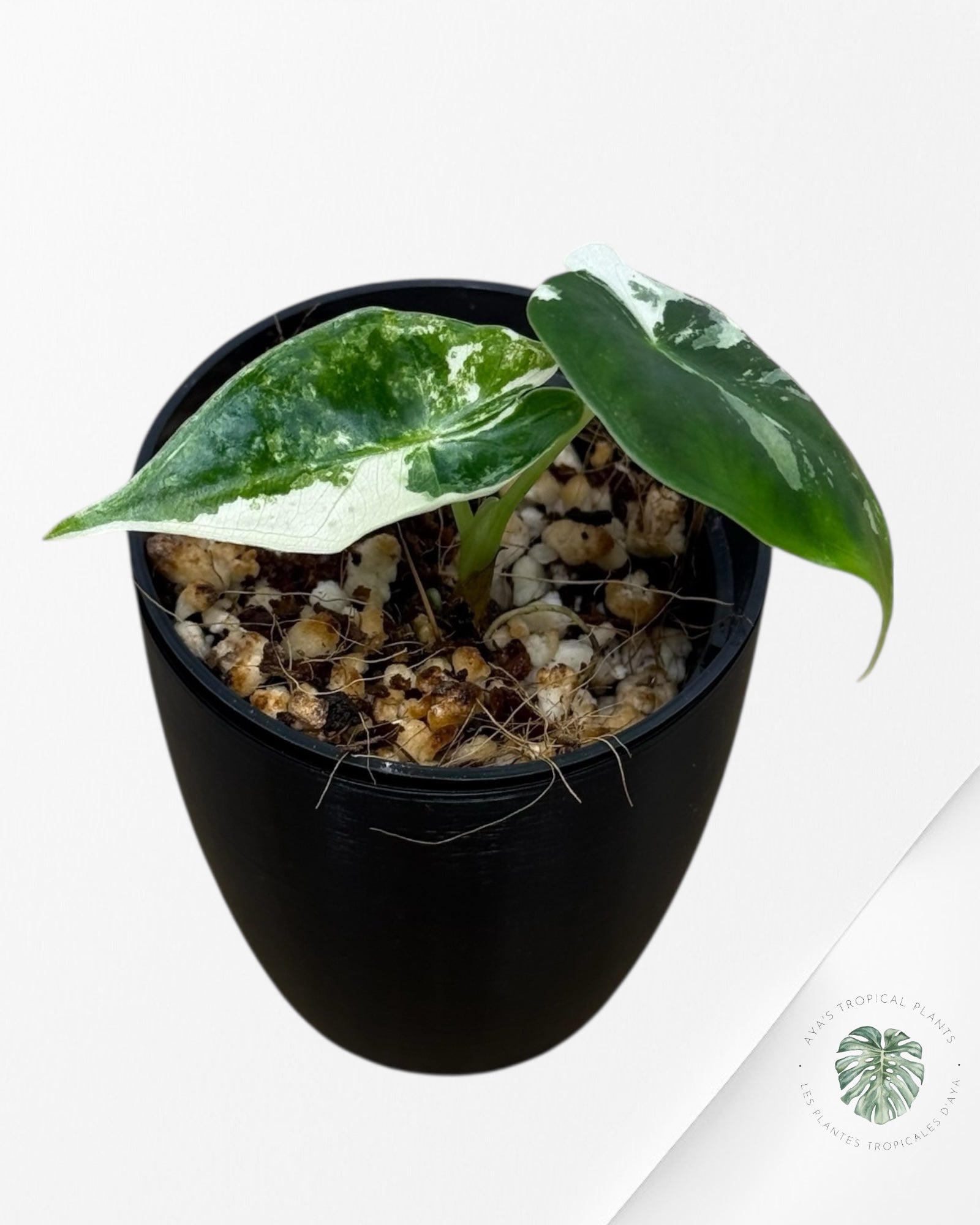 Alocasia Frydek Variegated