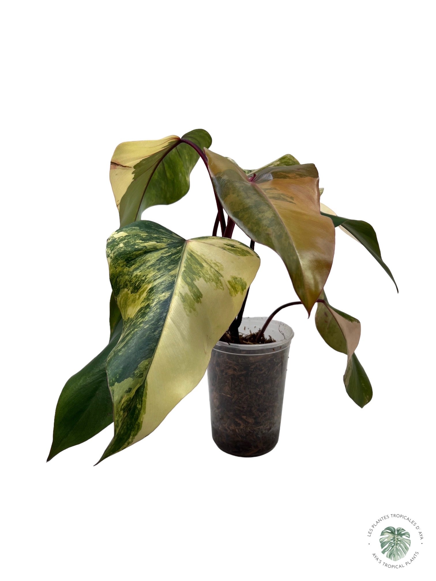 Philodendron Strawberry Shake (Large )JAS11