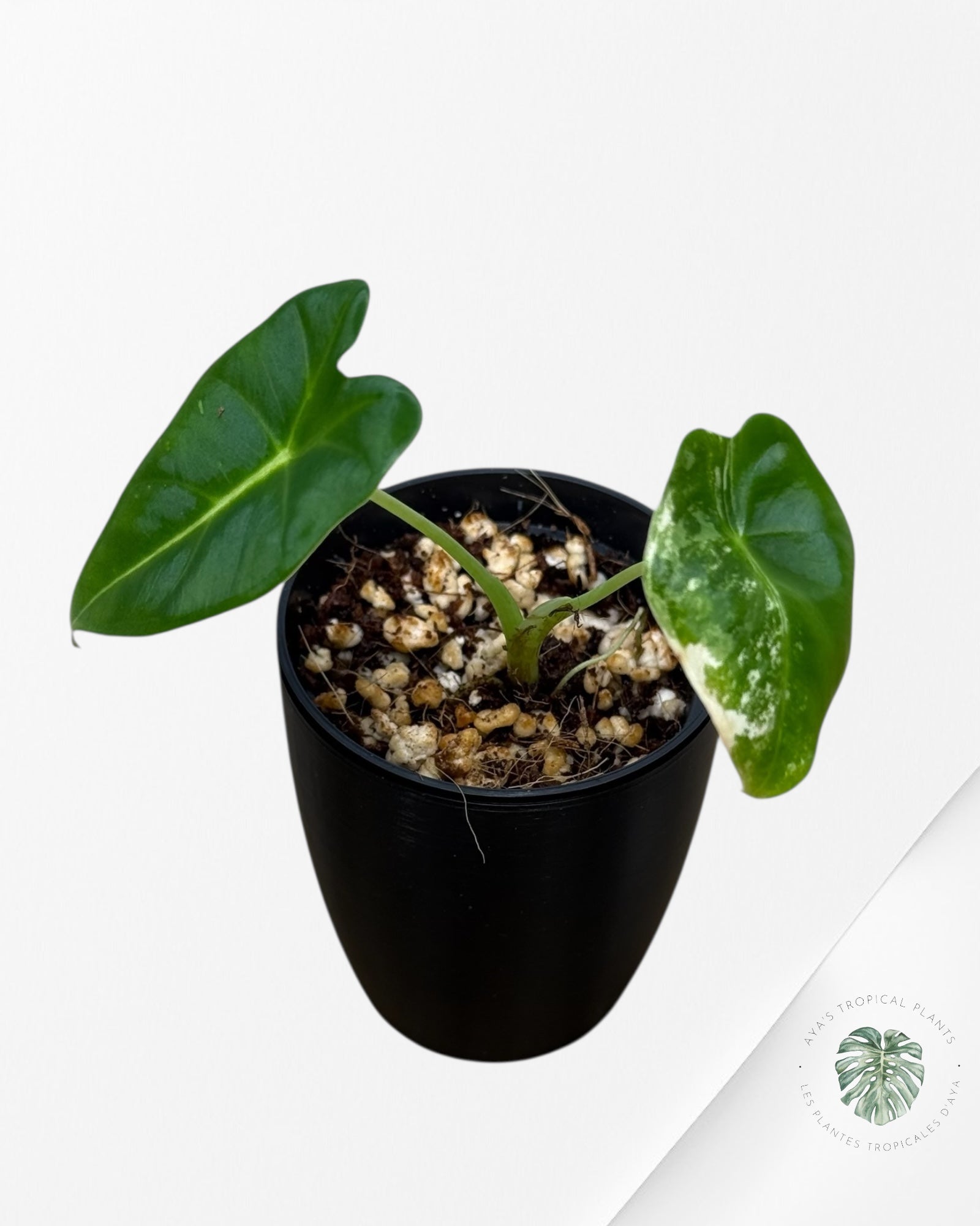 Alocasia Frydek Variegated