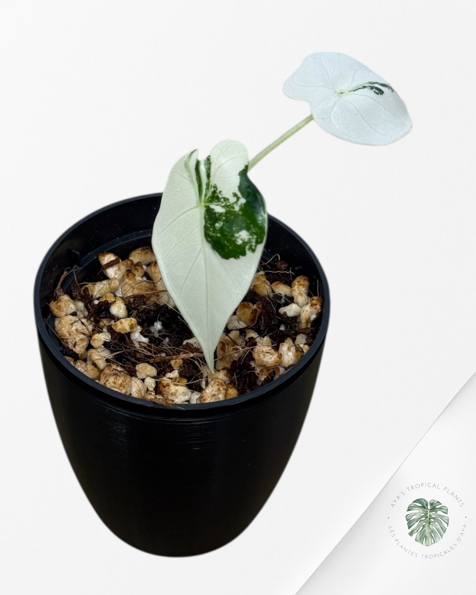 Alocasia Frydek Variegated