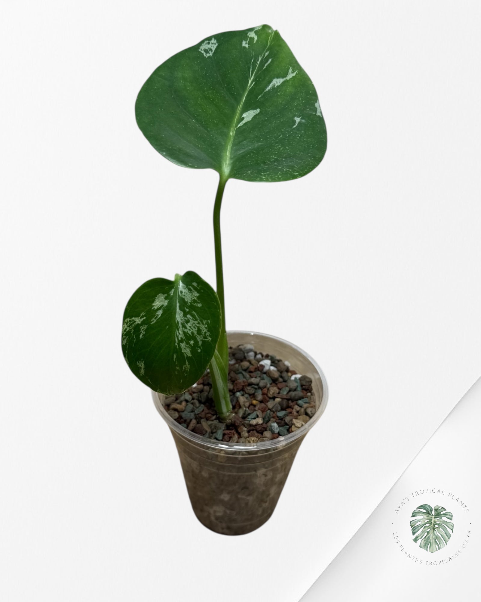 Monstera Deliciosa Bulbasaur