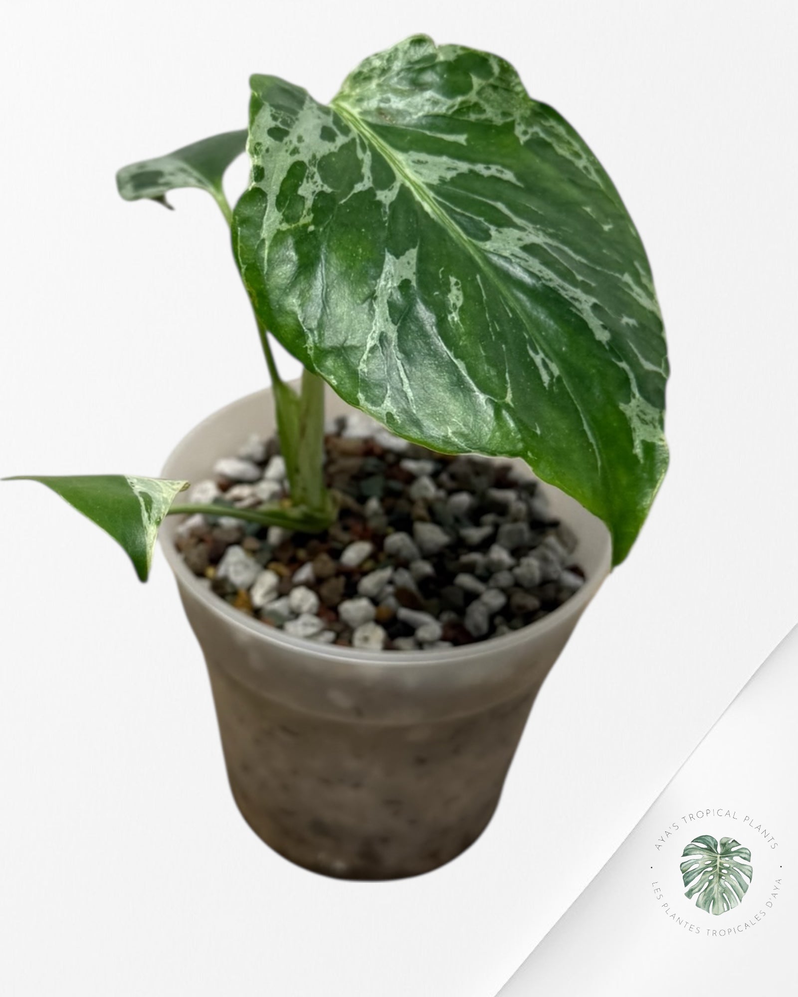 Monstera Deliciosa Bulbasaur