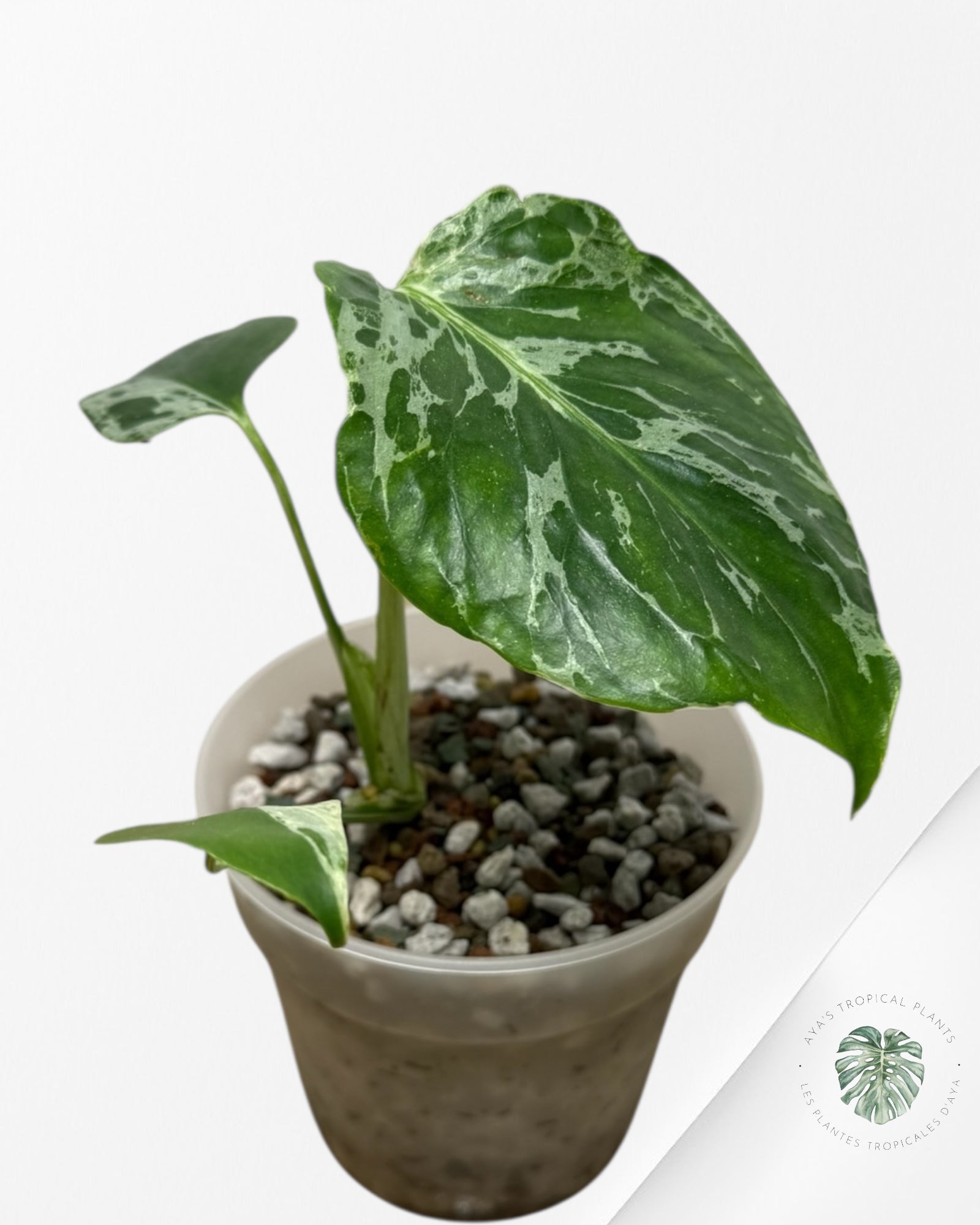 Monstera Deliciosa Bulbasaur