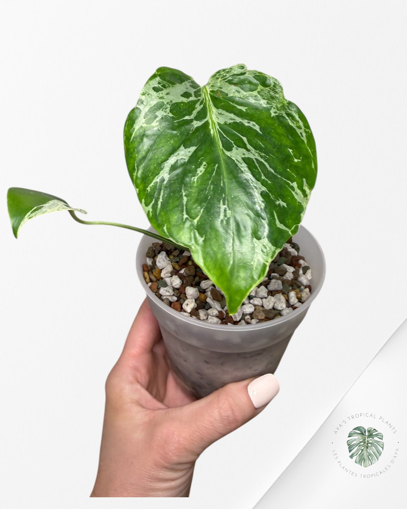 Monstera Deliciosa Bulbasaur